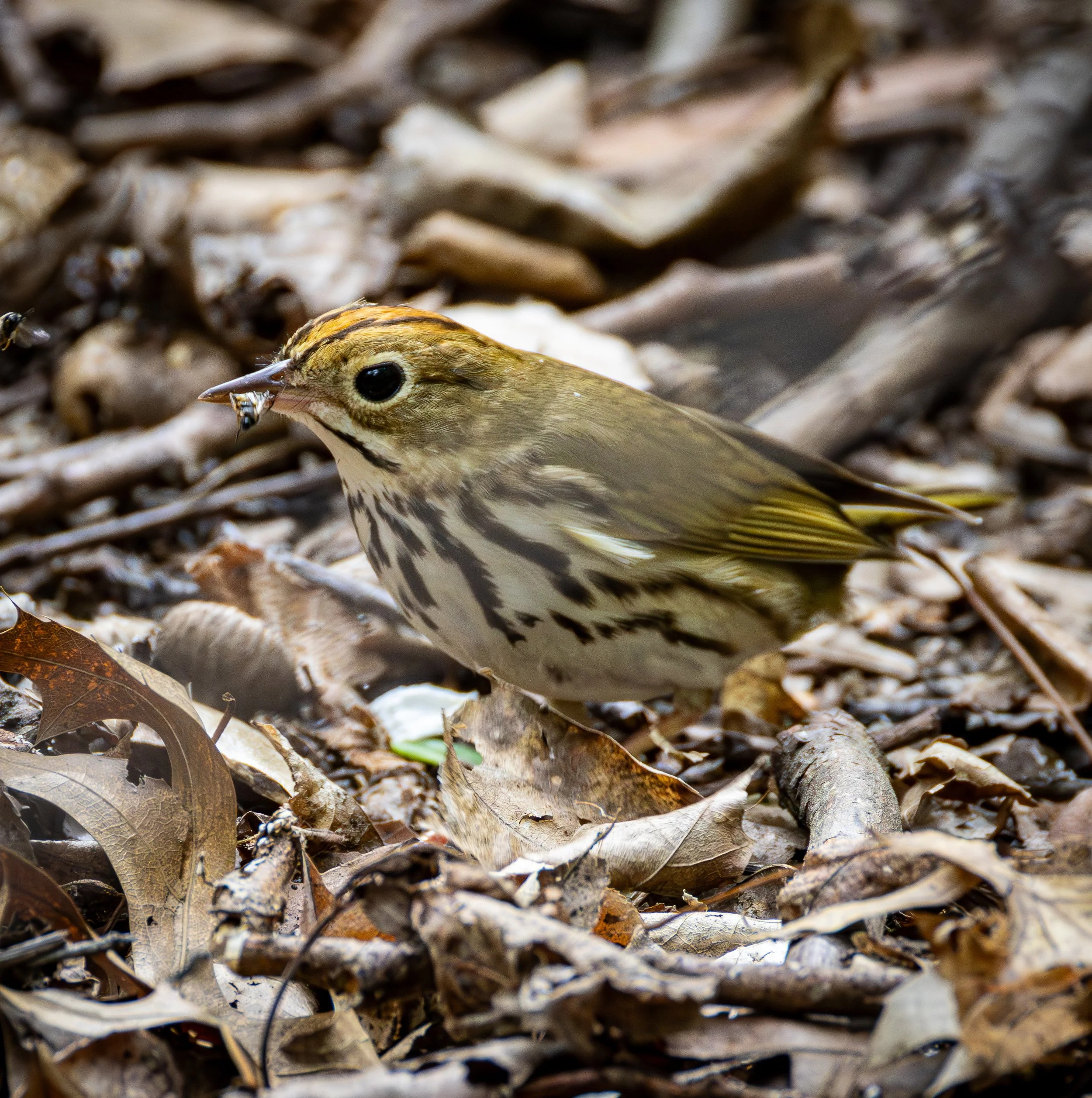 Ovenbird has a light brown back and wings with an orange crown and a speckled underside