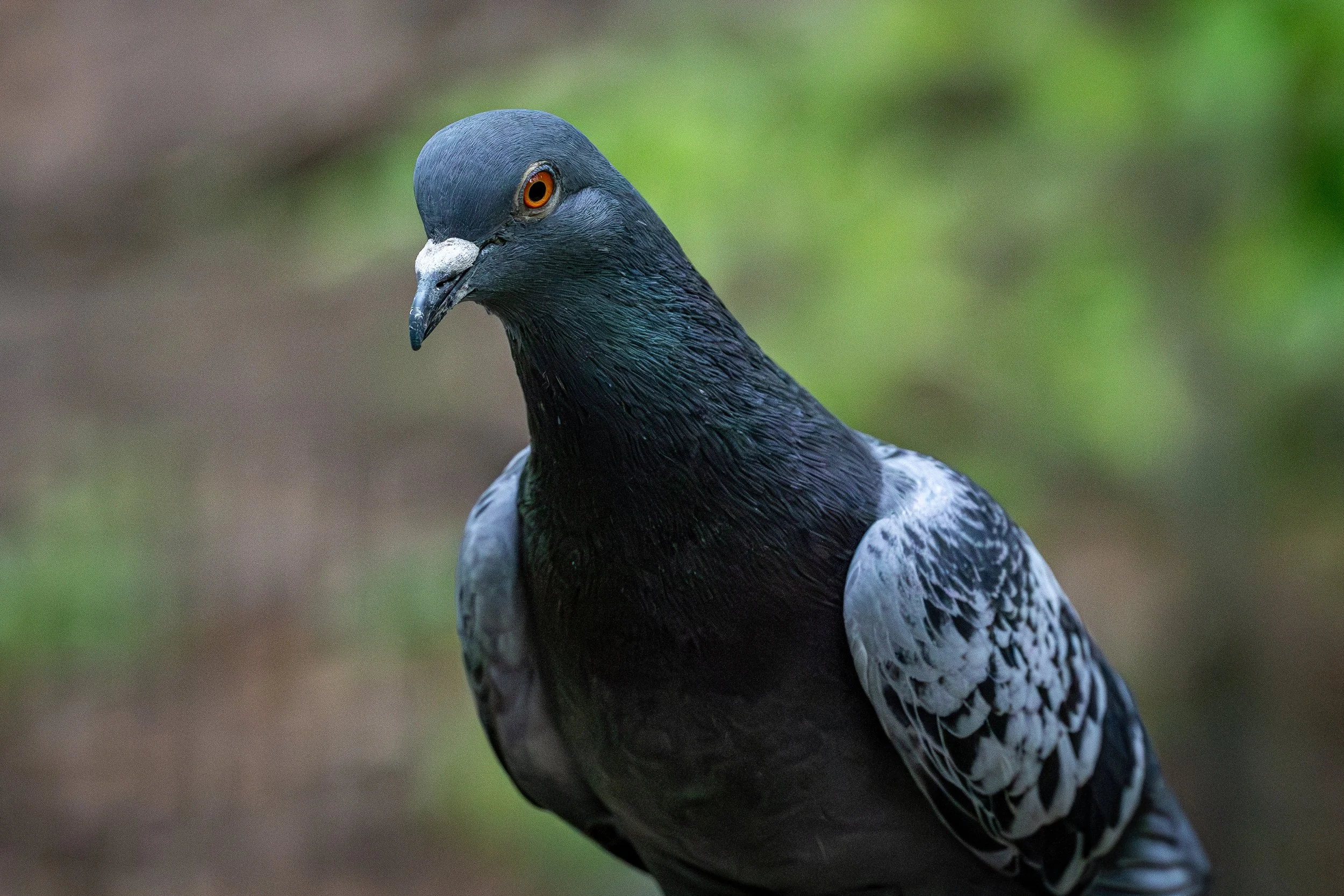 Rock Dove