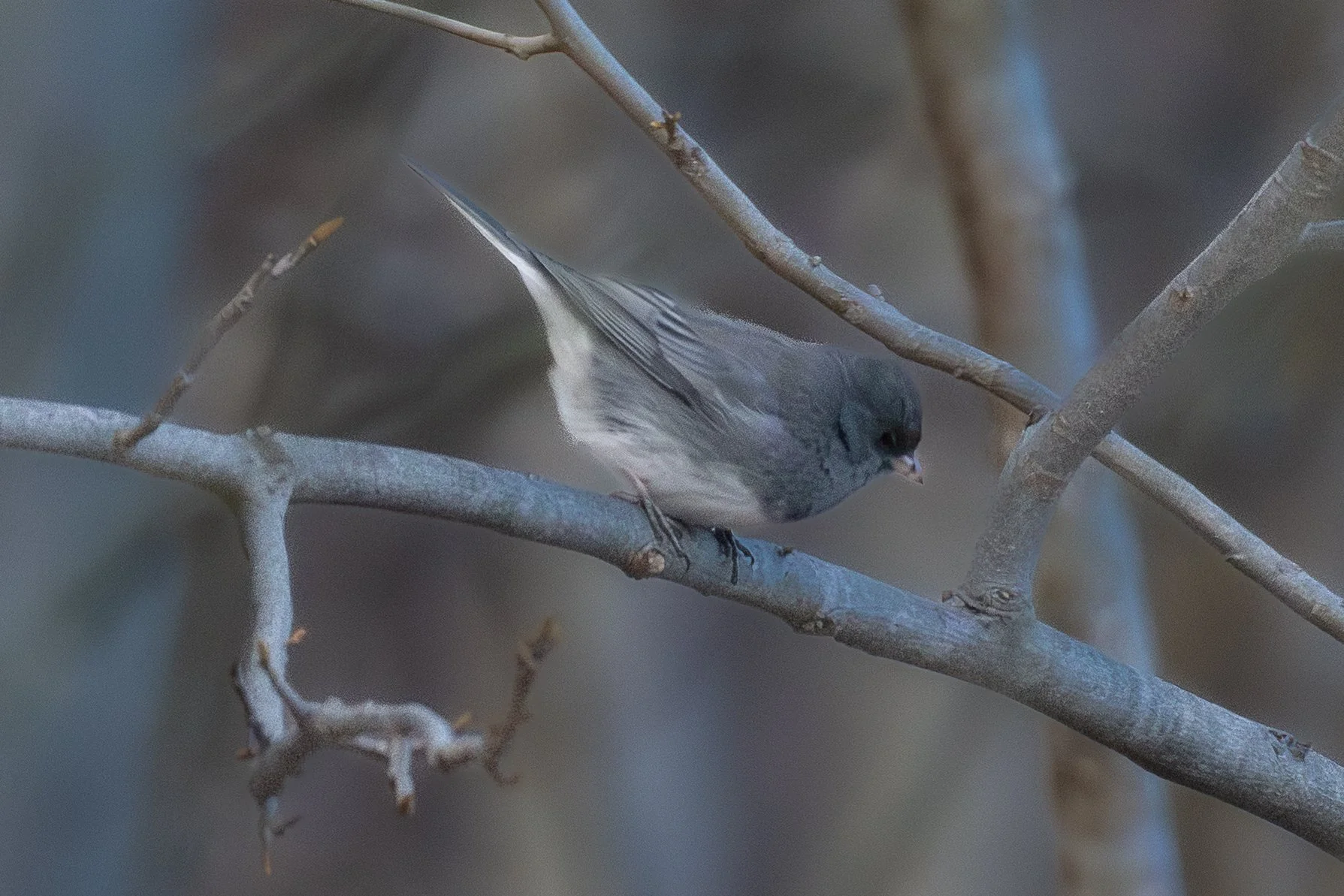 Dark-eyed Junco