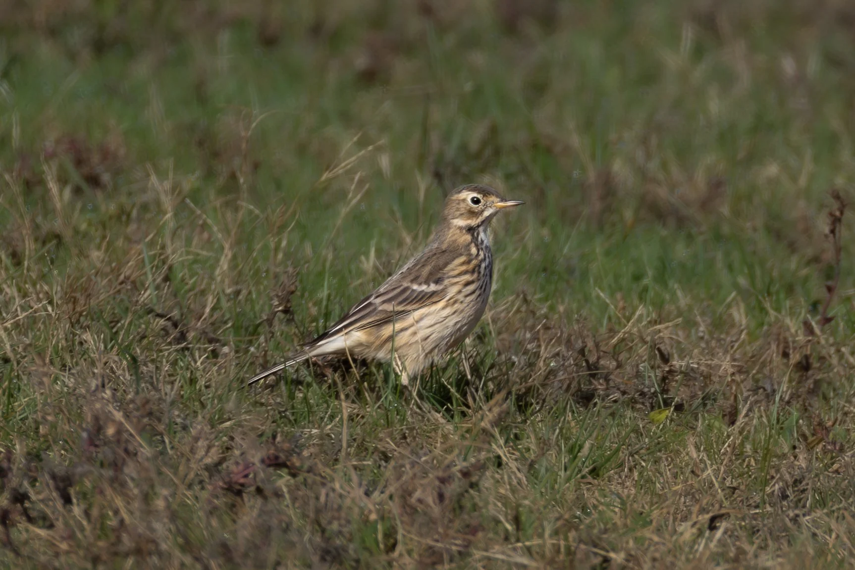 American Pipit