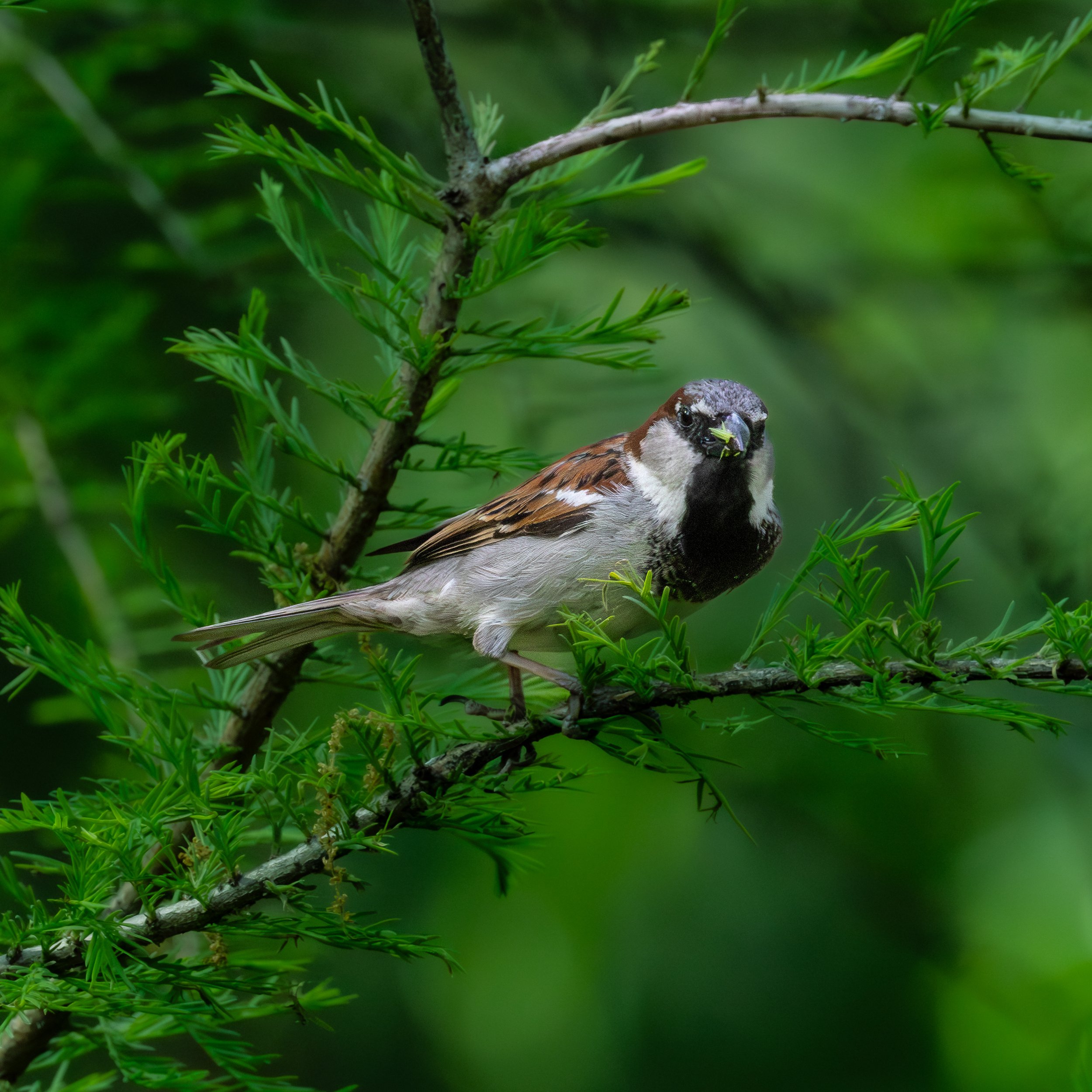 House Sparrow