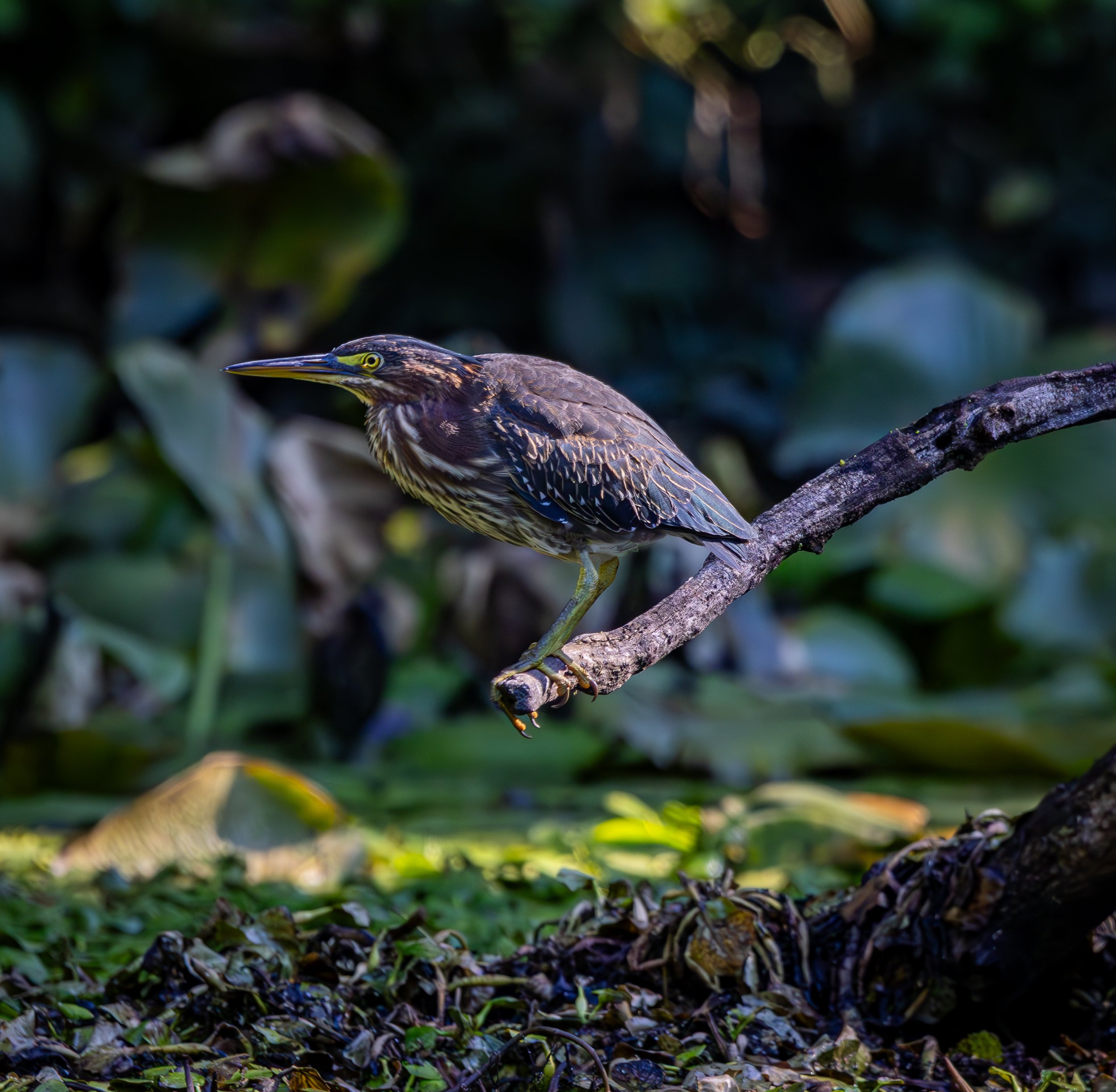 Green Heron, Van Cortlandt Park