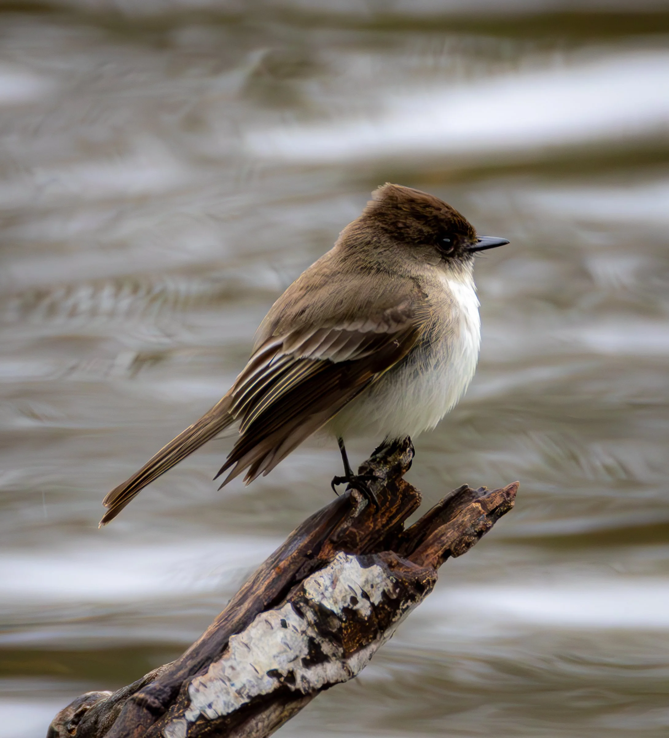 Eastern Phoebe has a grey/brown back and head with a white underside and black beak. 