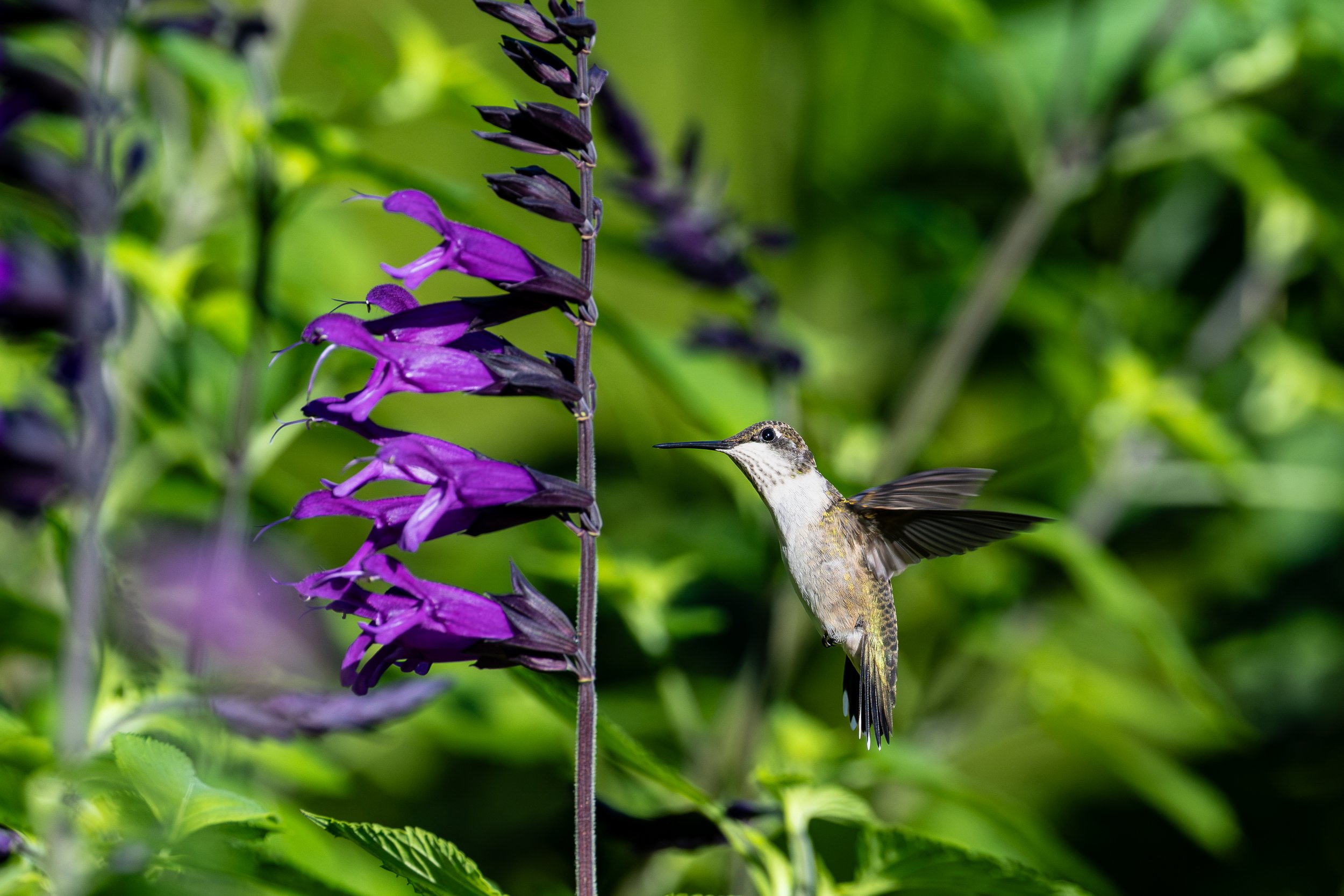 Ruby Throated Hummingbird