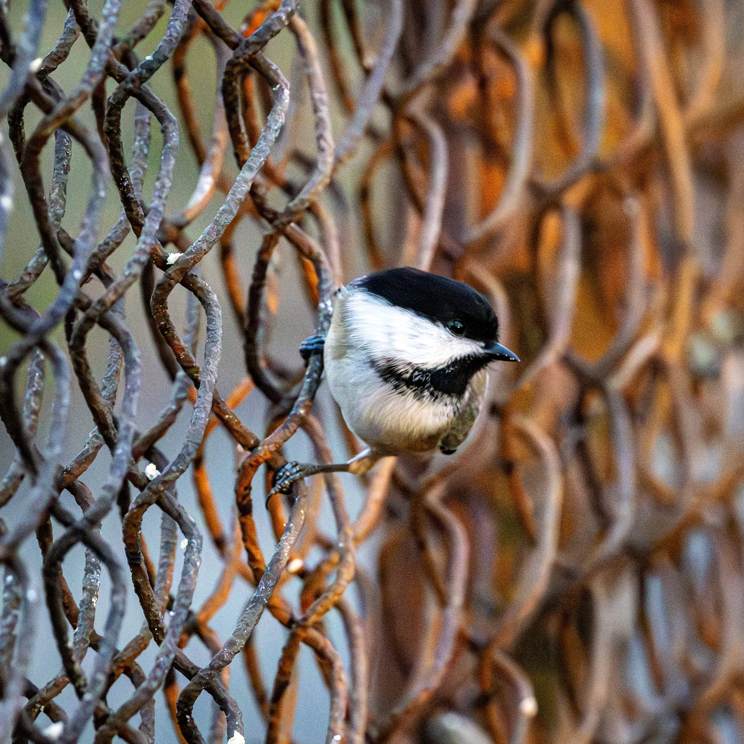 Black-capped Chickadee