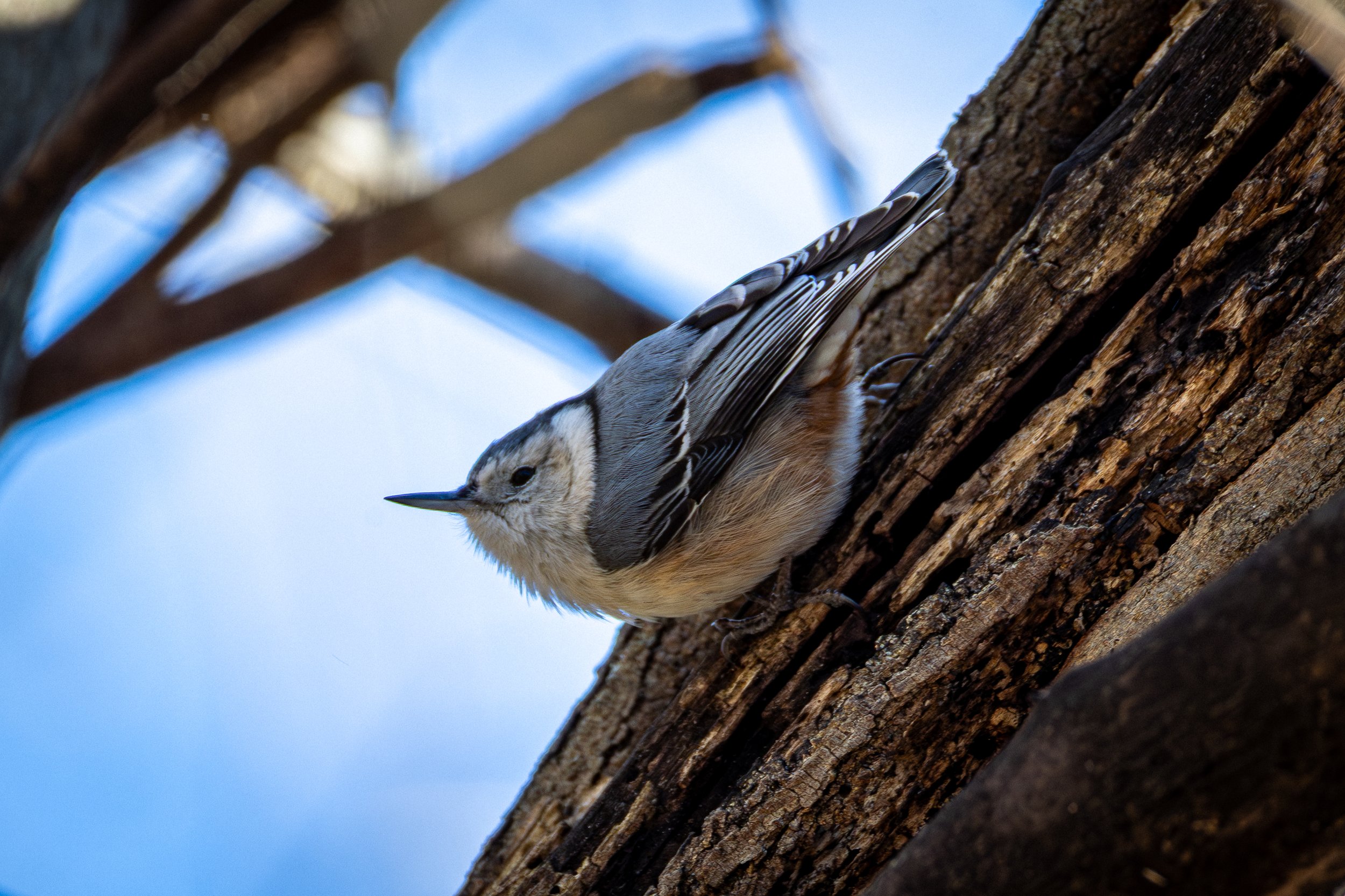 White-breasted Nuthatch as a blue-grey back, dark cap, and white face/belly