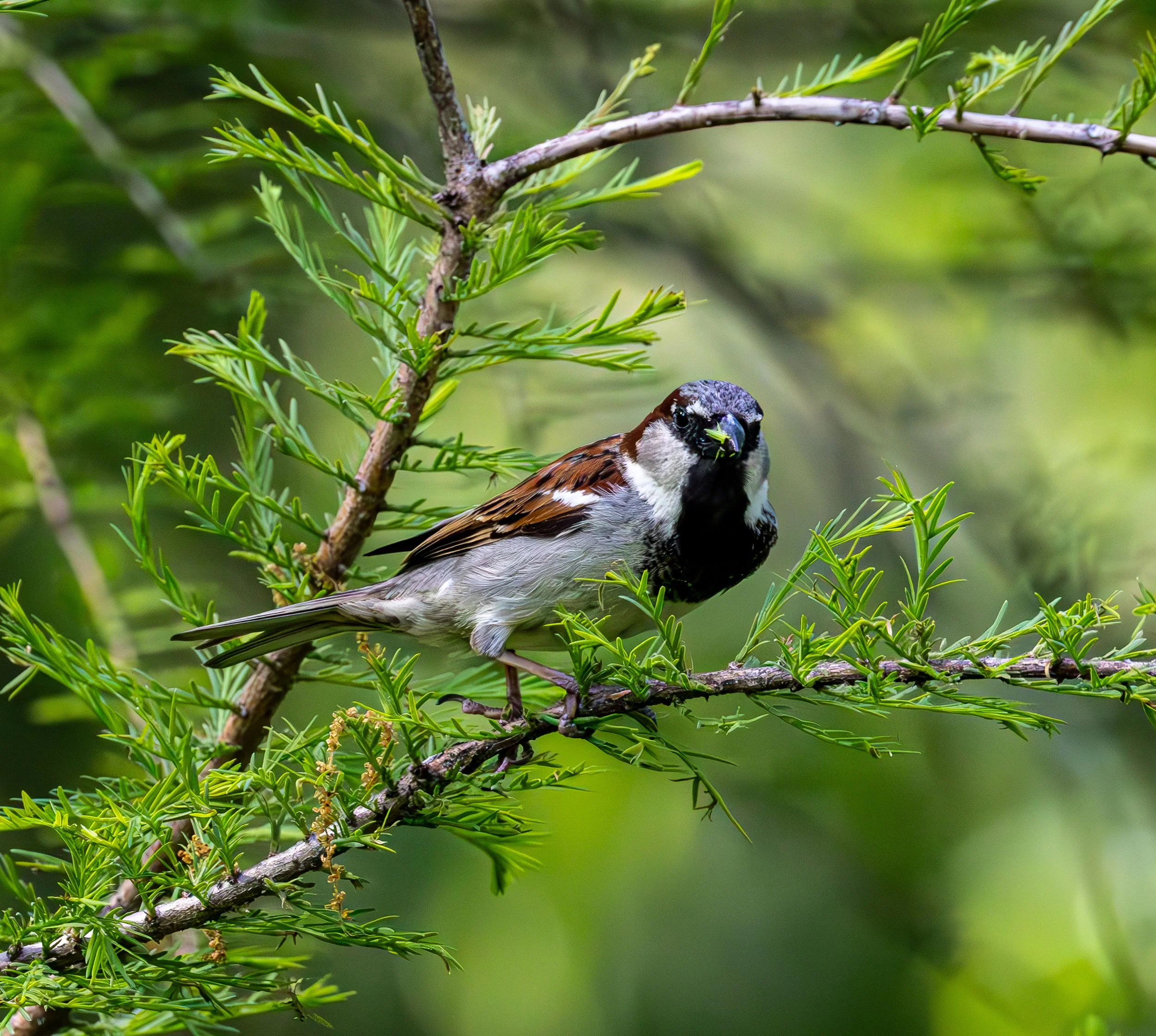 House Sparrow has brown wings and head with grey cheeks and a black mask that extends down to the chest