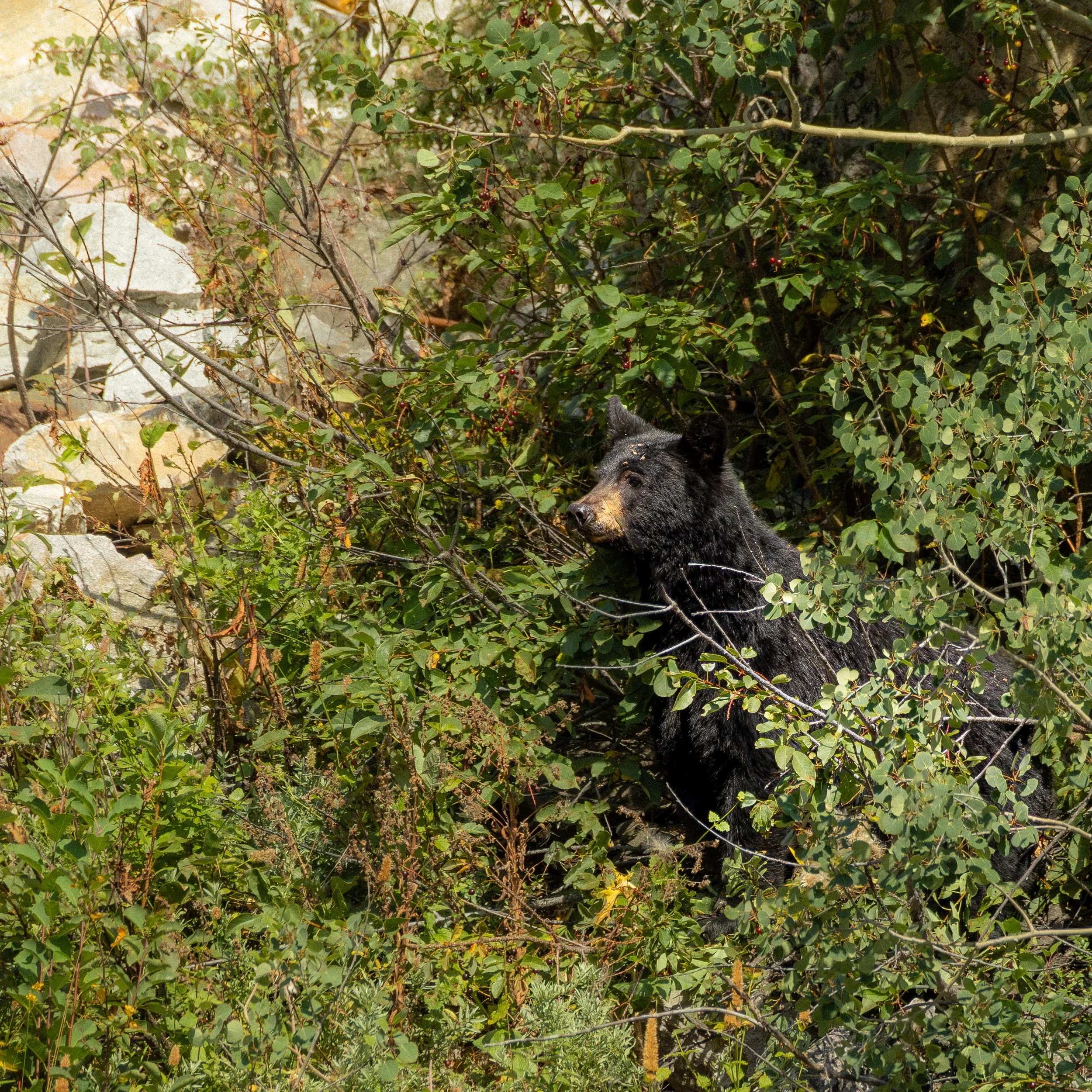 American Blackbear