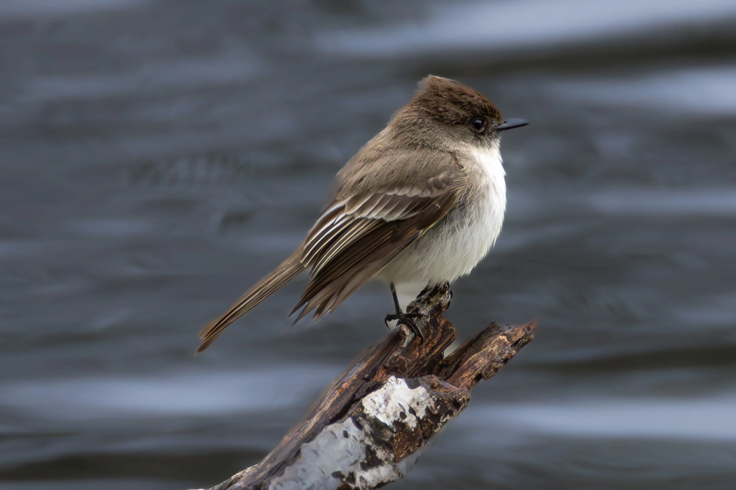 Eastern Phoebe 