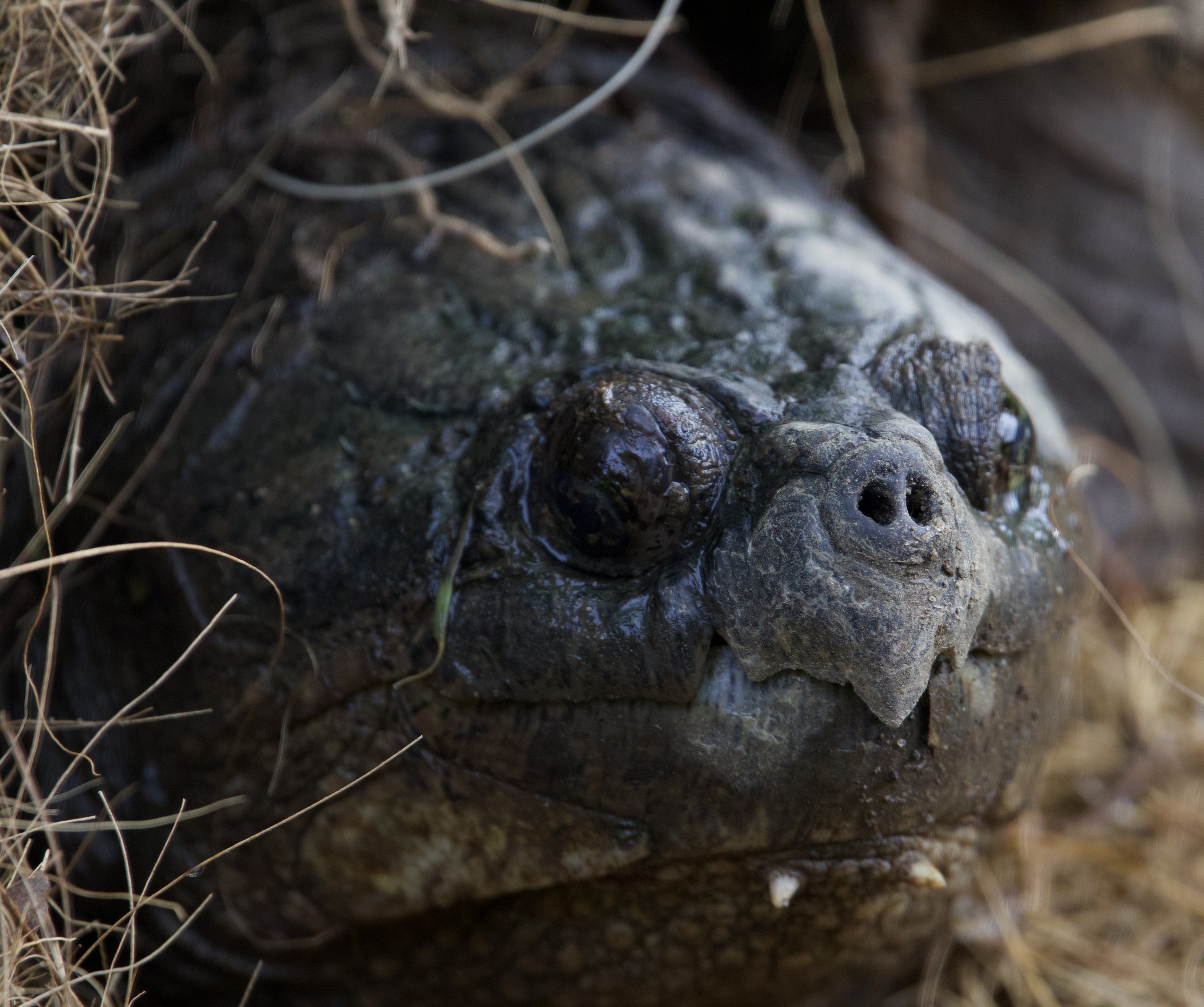 Common Snapping Turtle, Van Cortlandt Park