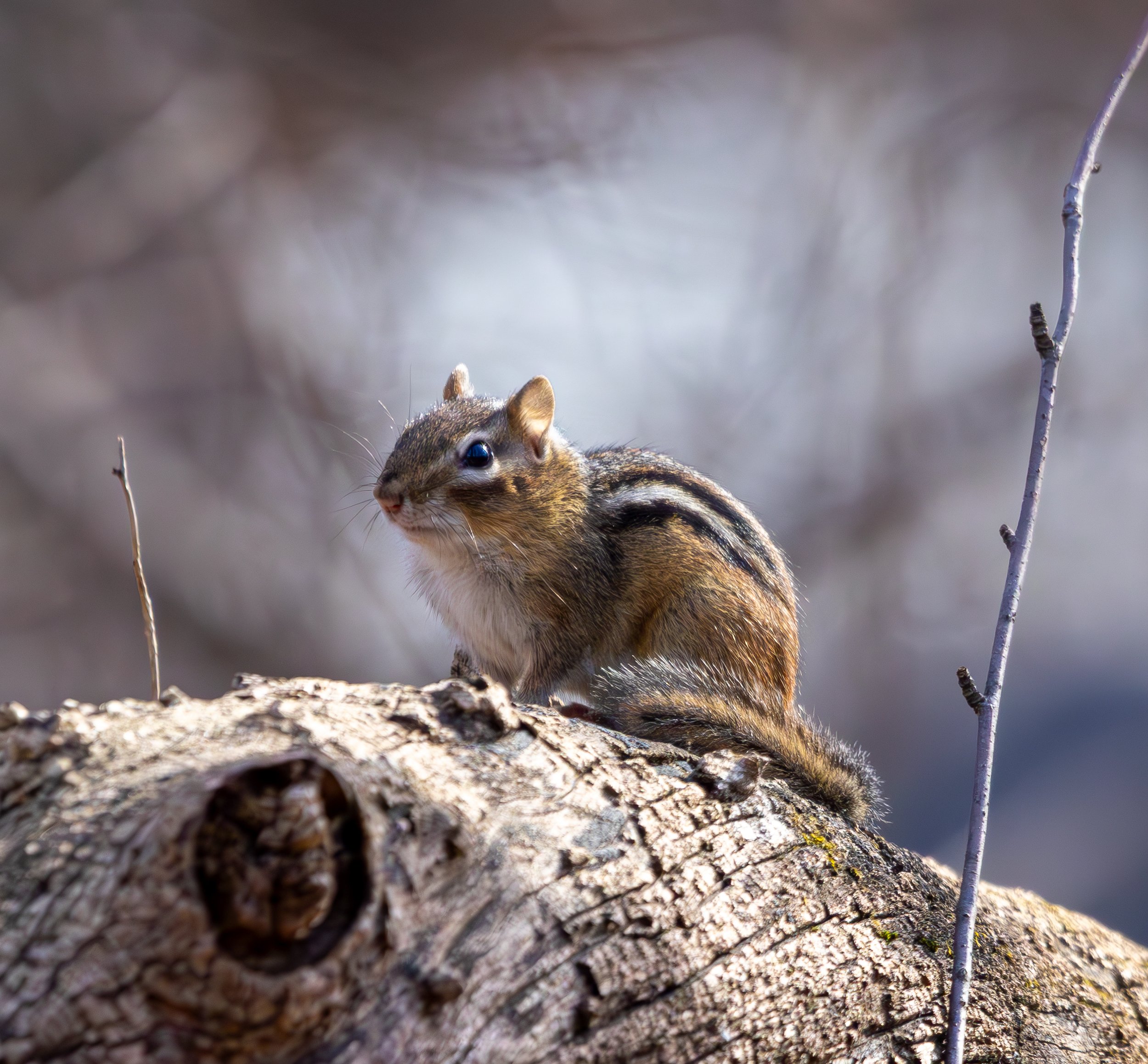 IMG_3820-Enhanced-NR.jpg