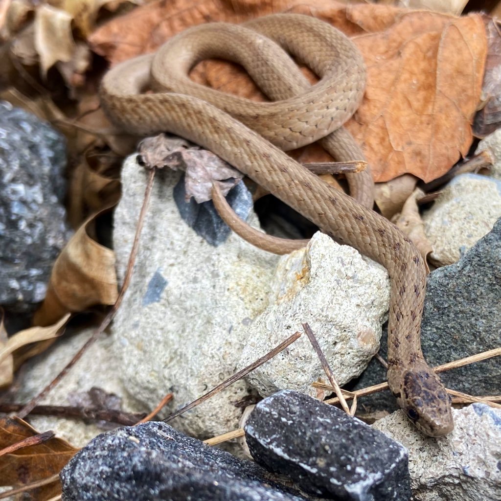 Dekay's Brown Snake - Pelham Bay Park