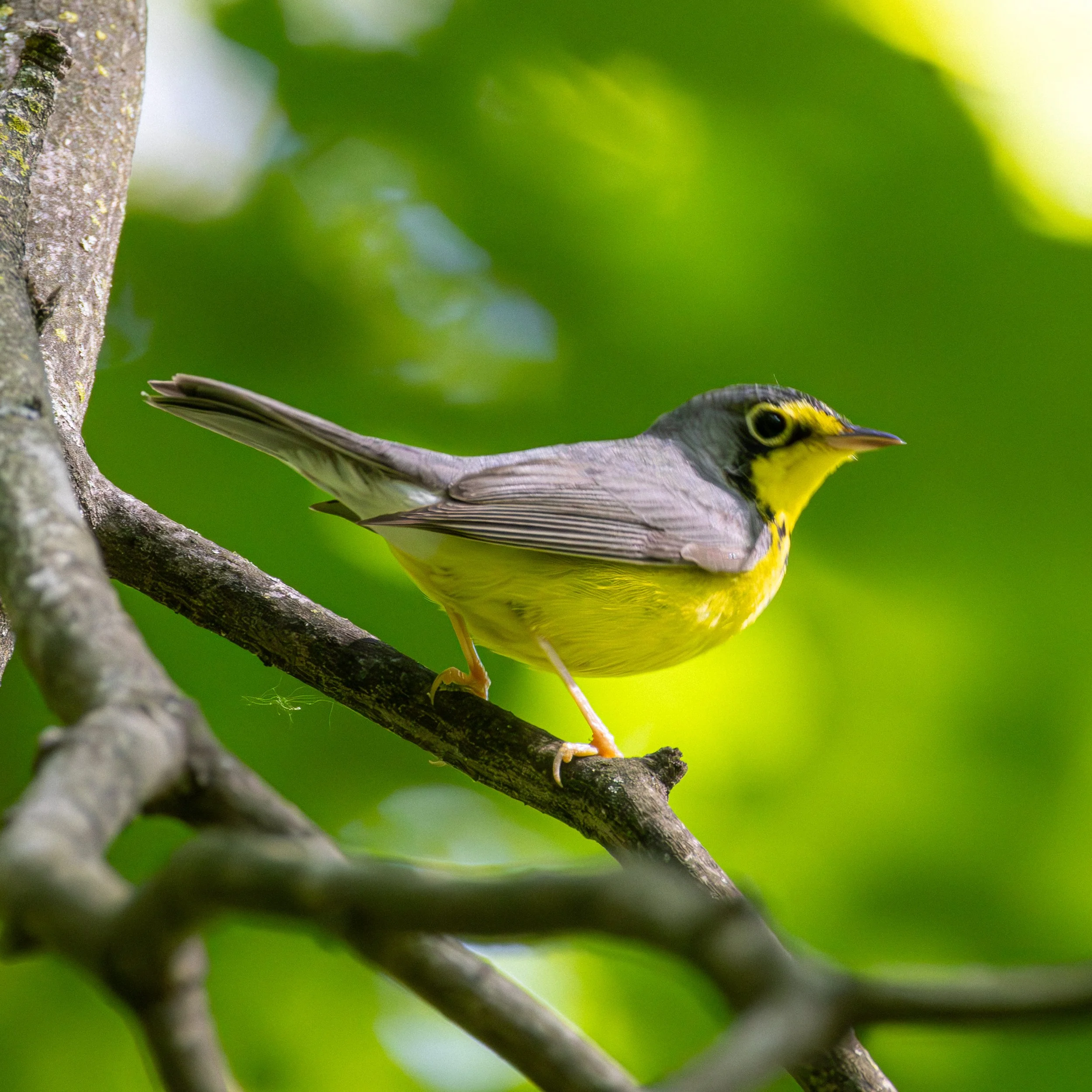 Canada Warbler- Yellow Underside with a blue-grey back and a spotted necklace