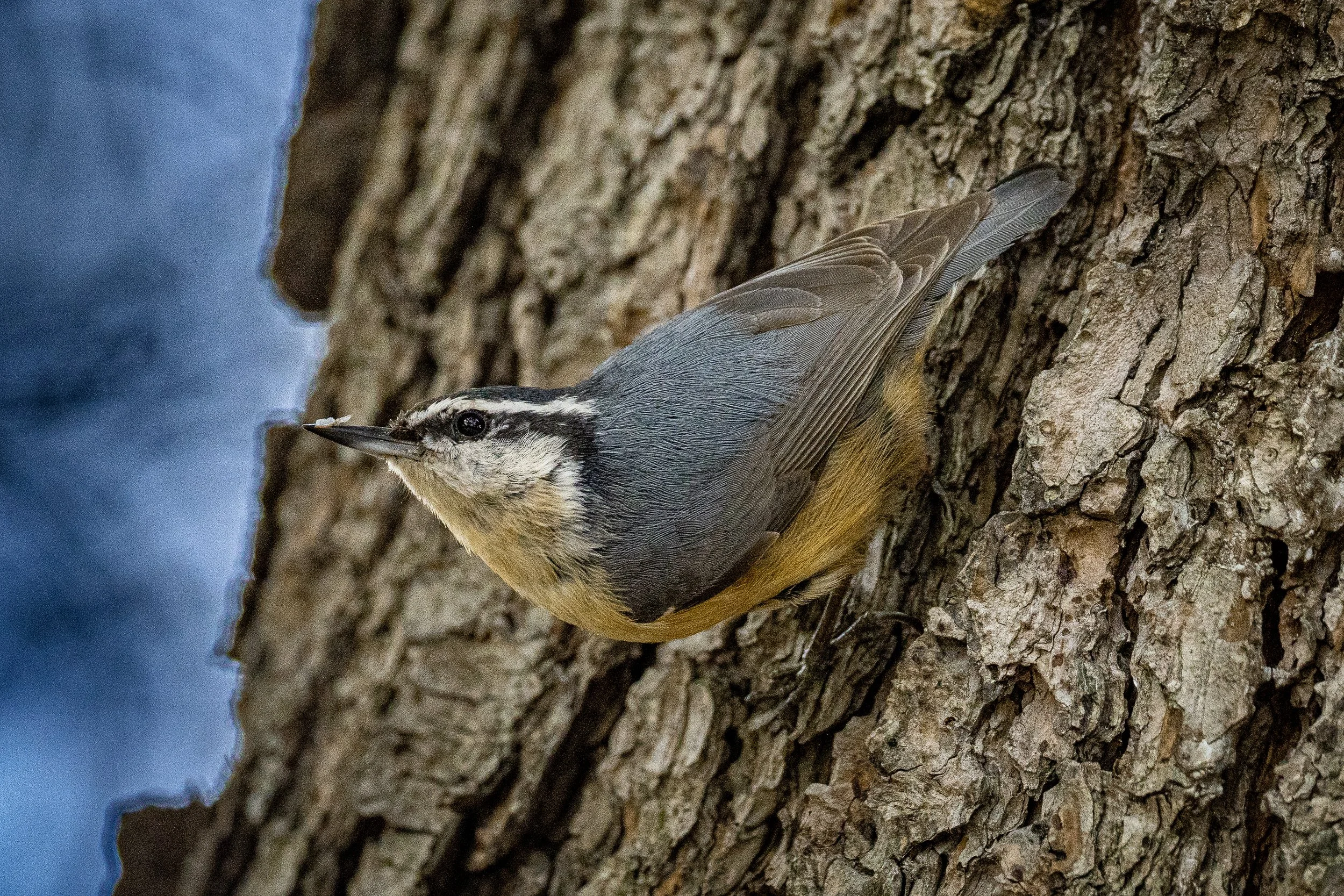 Red-breasted Nuthatch