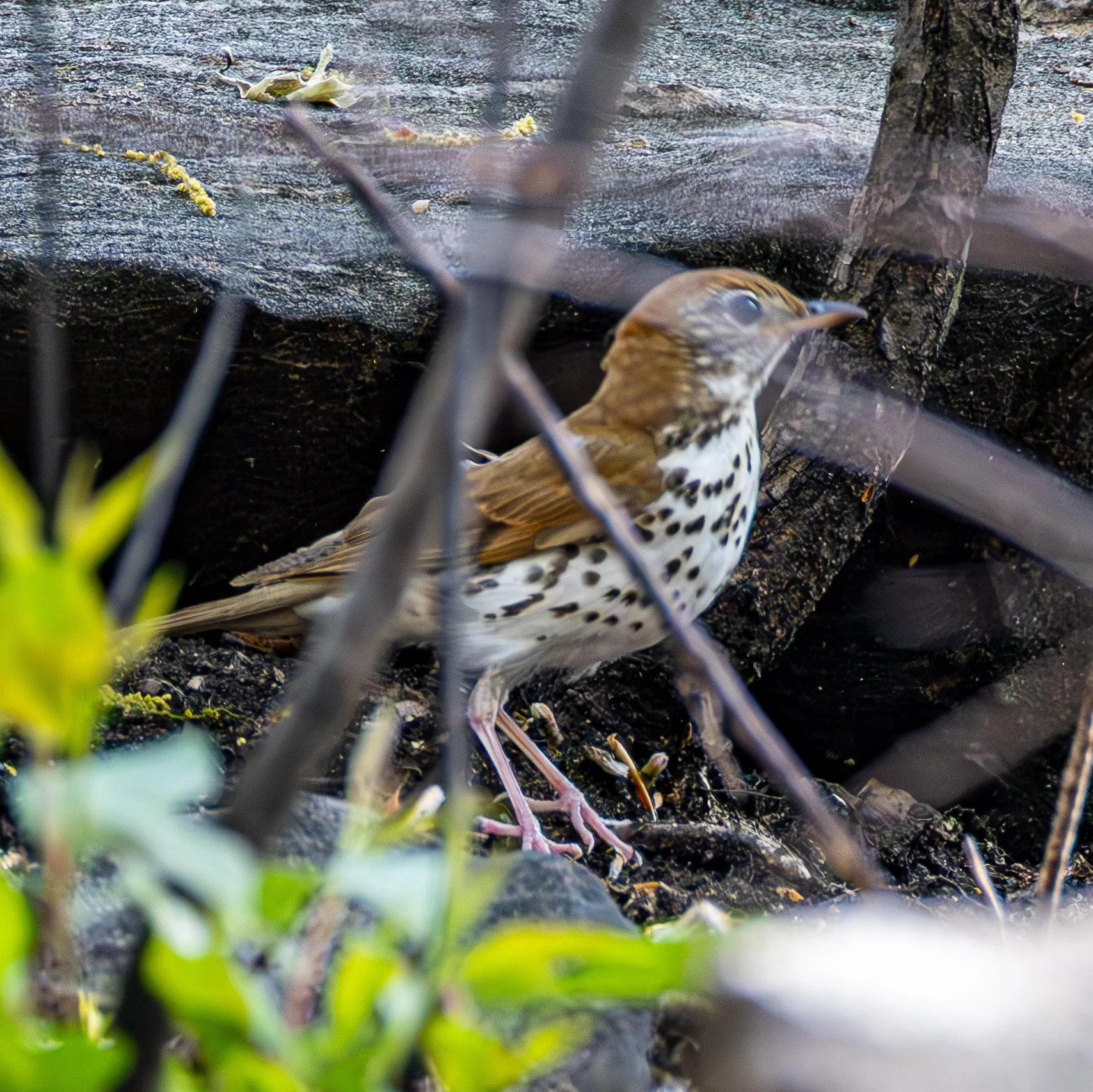 WOOD THRUSH