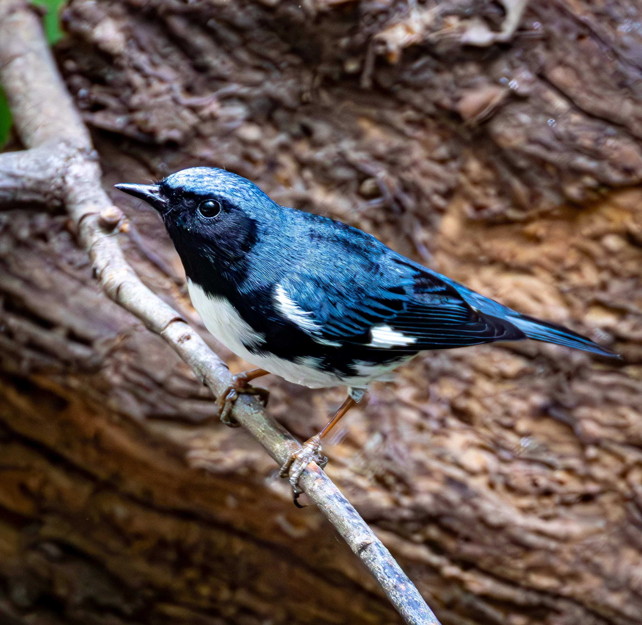 Black-throated Blue Warblers have blue backs, black faces, and white & black bellies