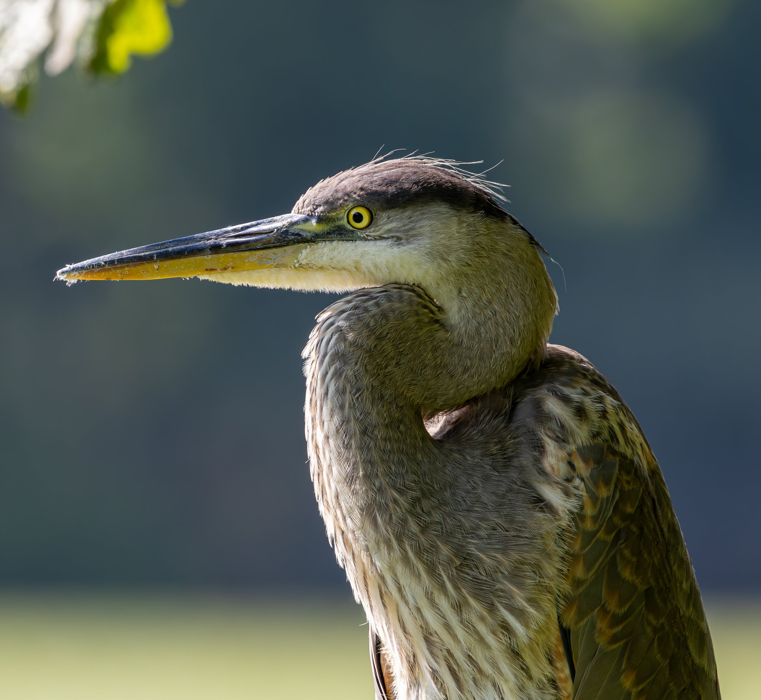 Great Blue Heron, Van Cortlandt Park