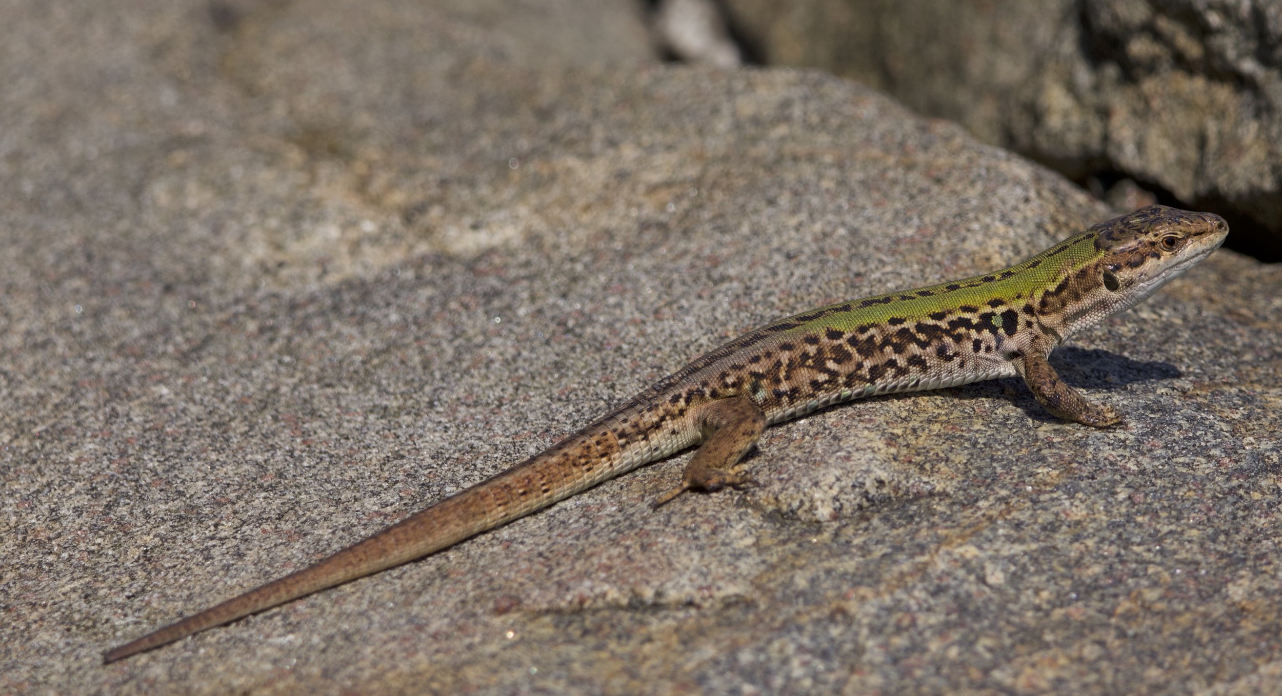 Italian Wall Lizard, Pelham Bay Park