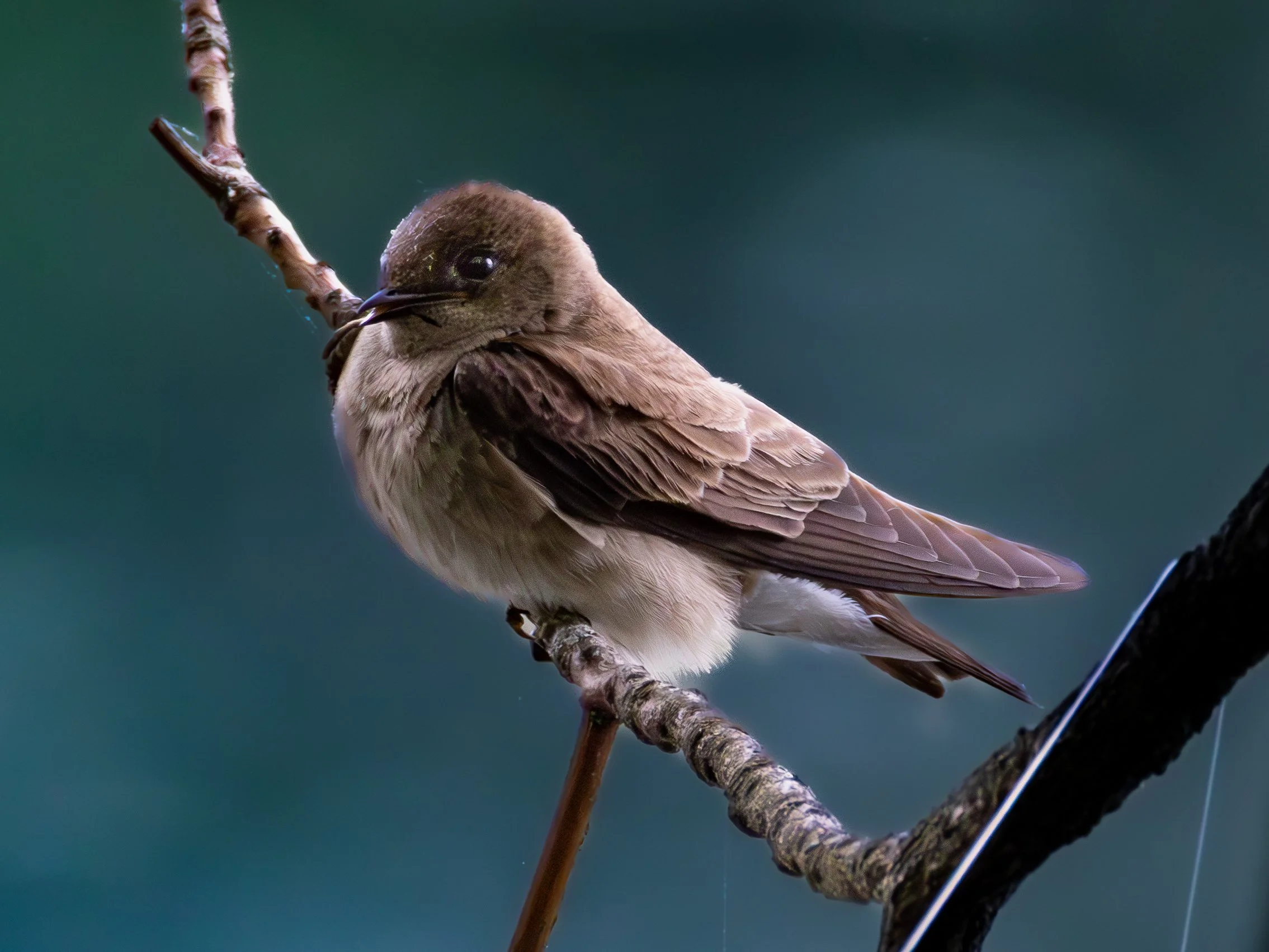Rough-winged Swallow
