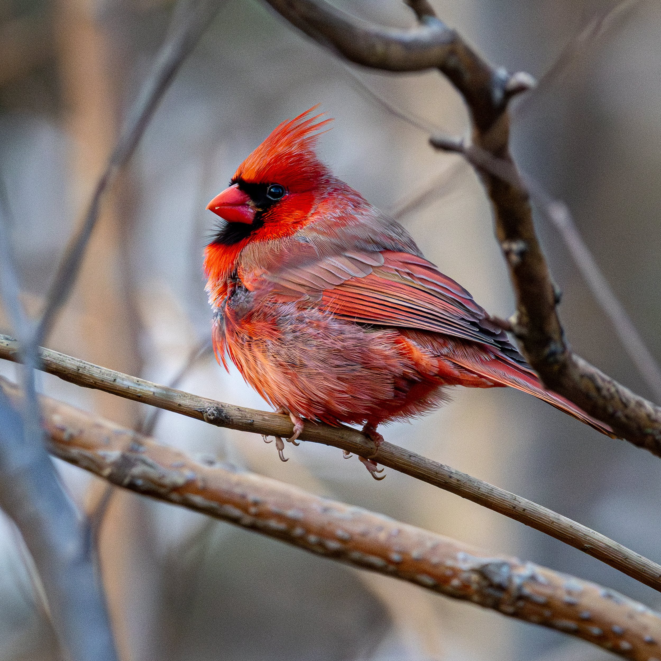 Northern Cardinal has a red overall color with black mask and orange beak