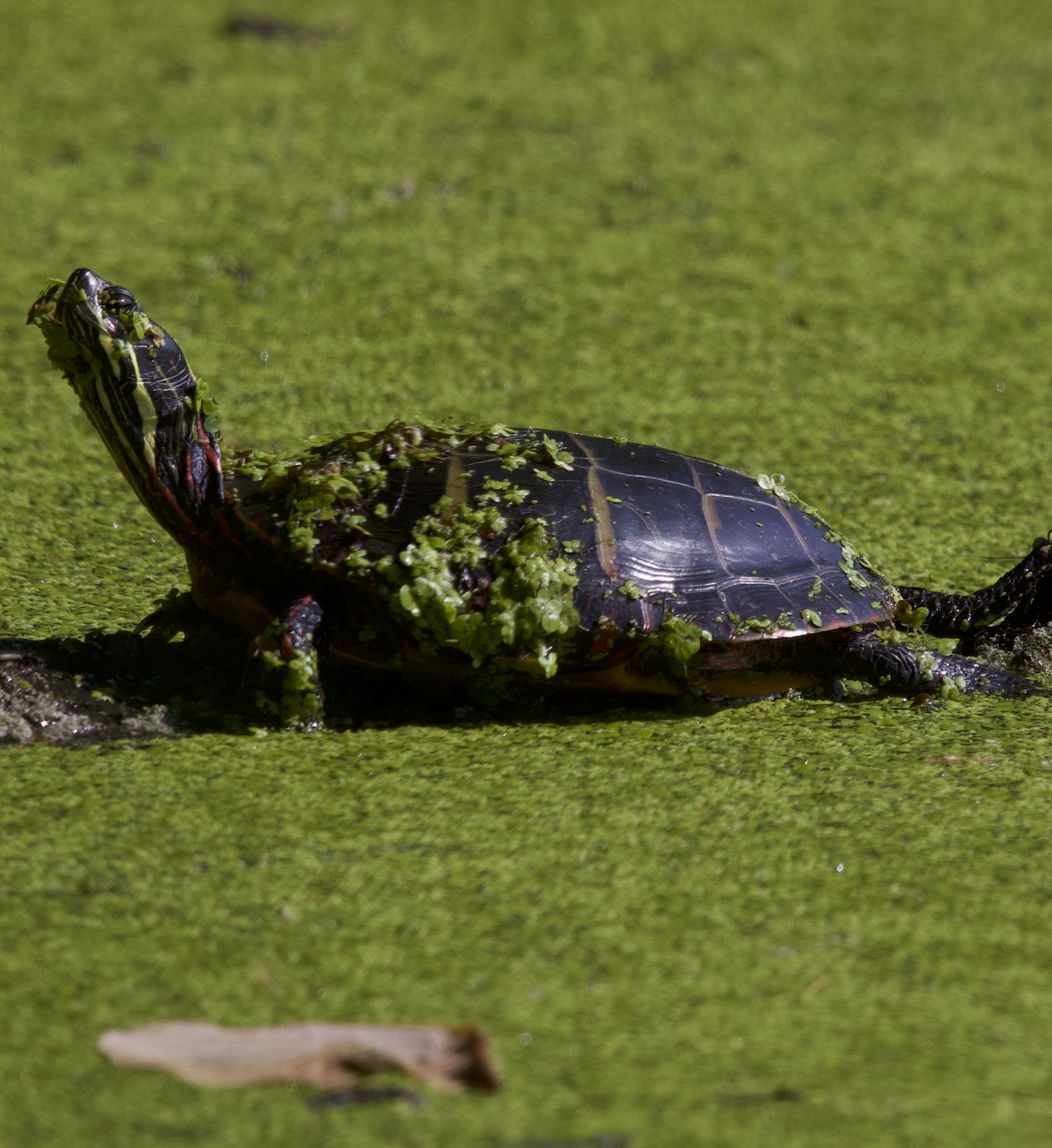 Painted Turtle, Van Cortlandt Park