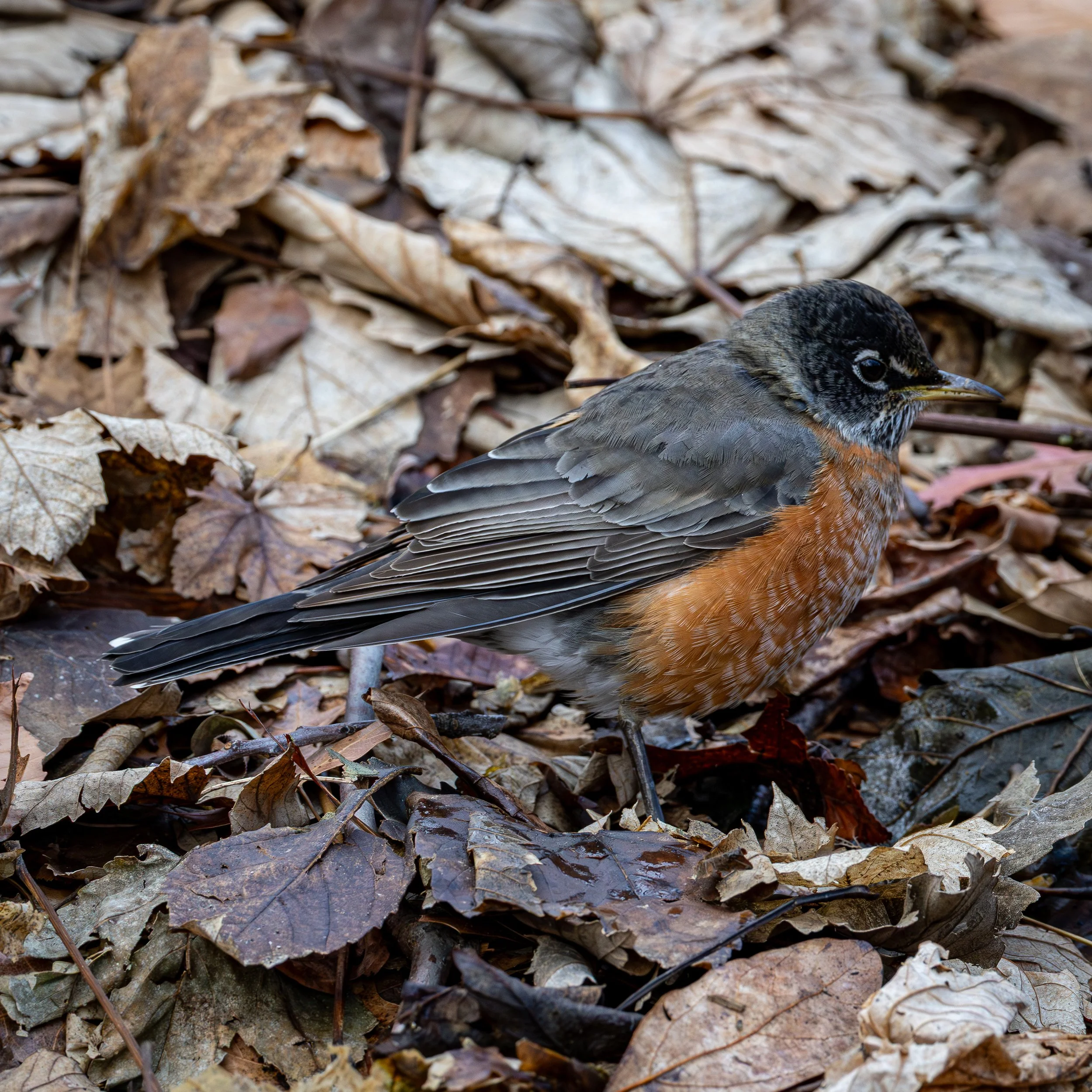American Robin has a grey back and wings, white eye ring, and a pale orange chest.