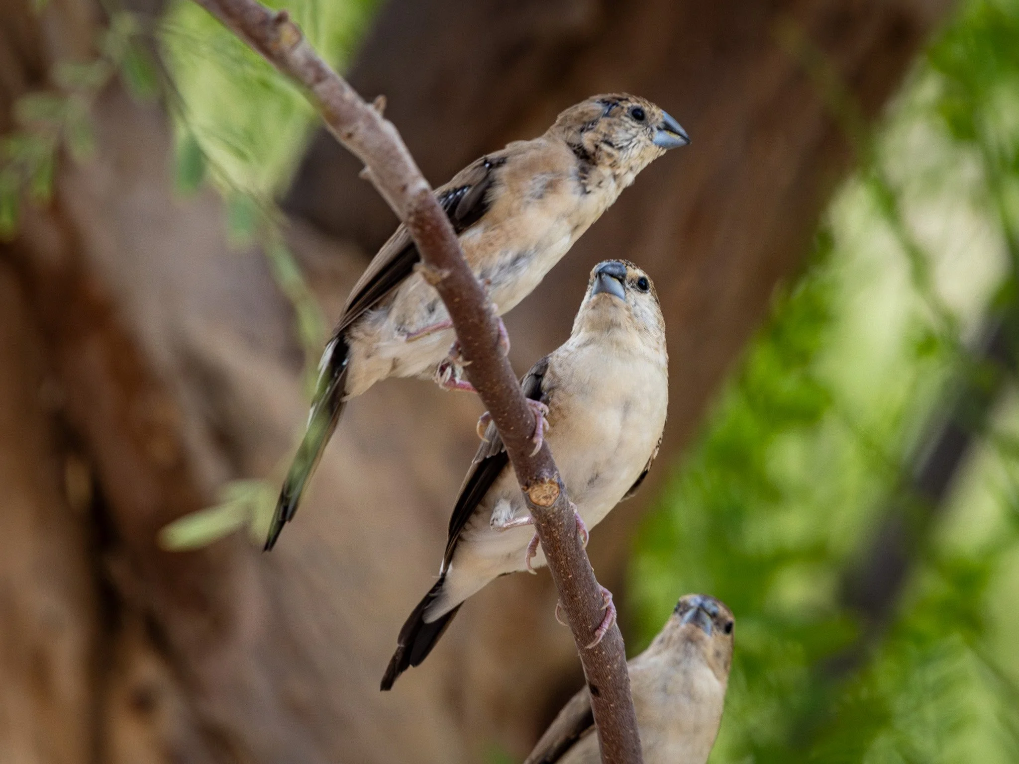 Indian Silverbills