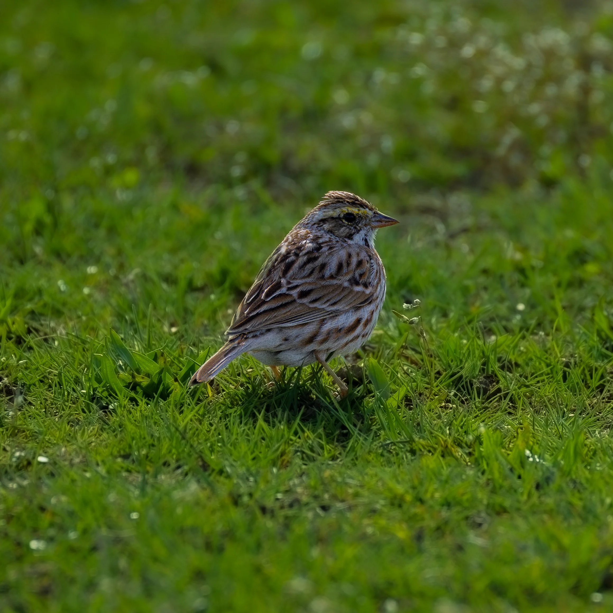 Savannah Sparrow