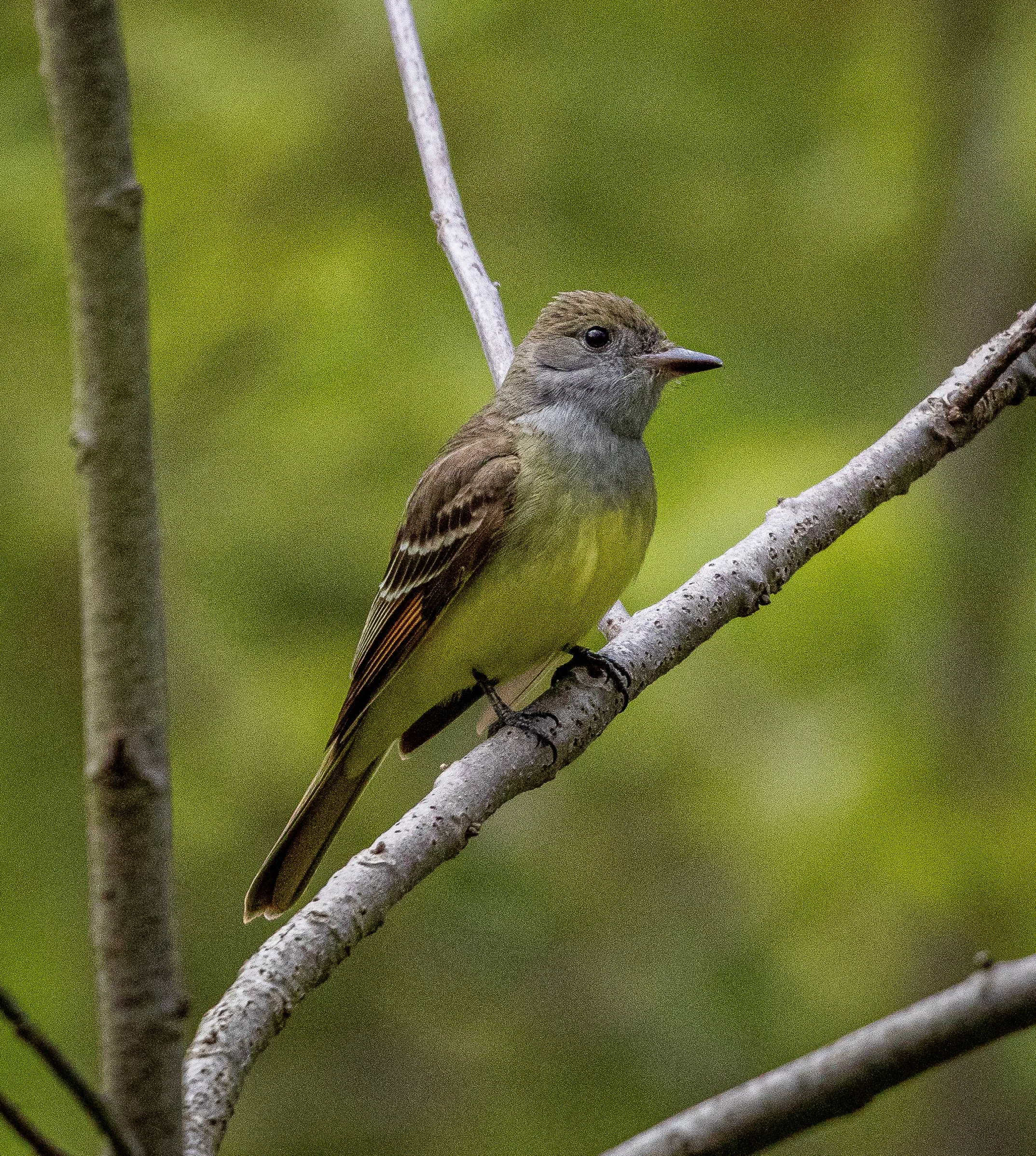 Great Crested Flycatchers are a combination of many colors-- with a blue/brown head, yellow belly, and reddish brown wings.