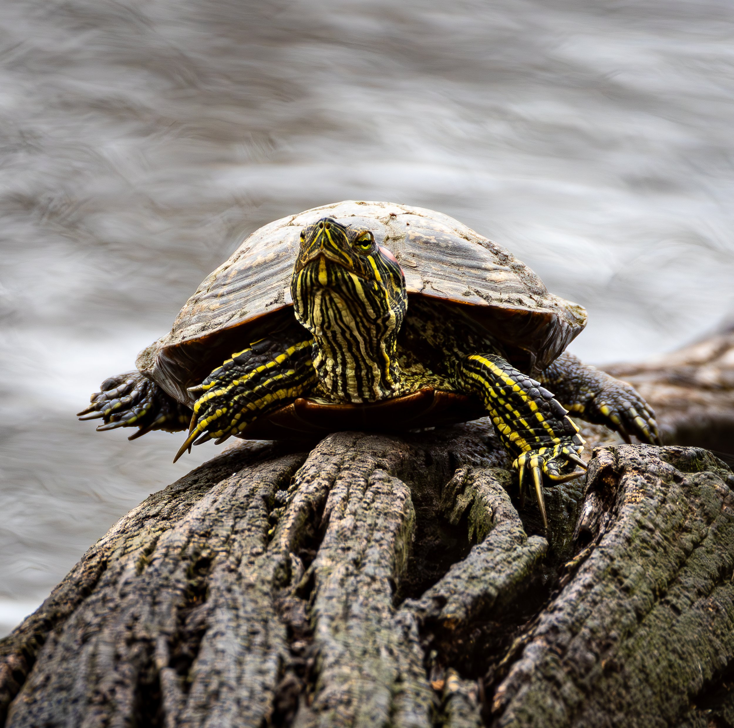 Red-eared Slider, Van Cortlandt Park