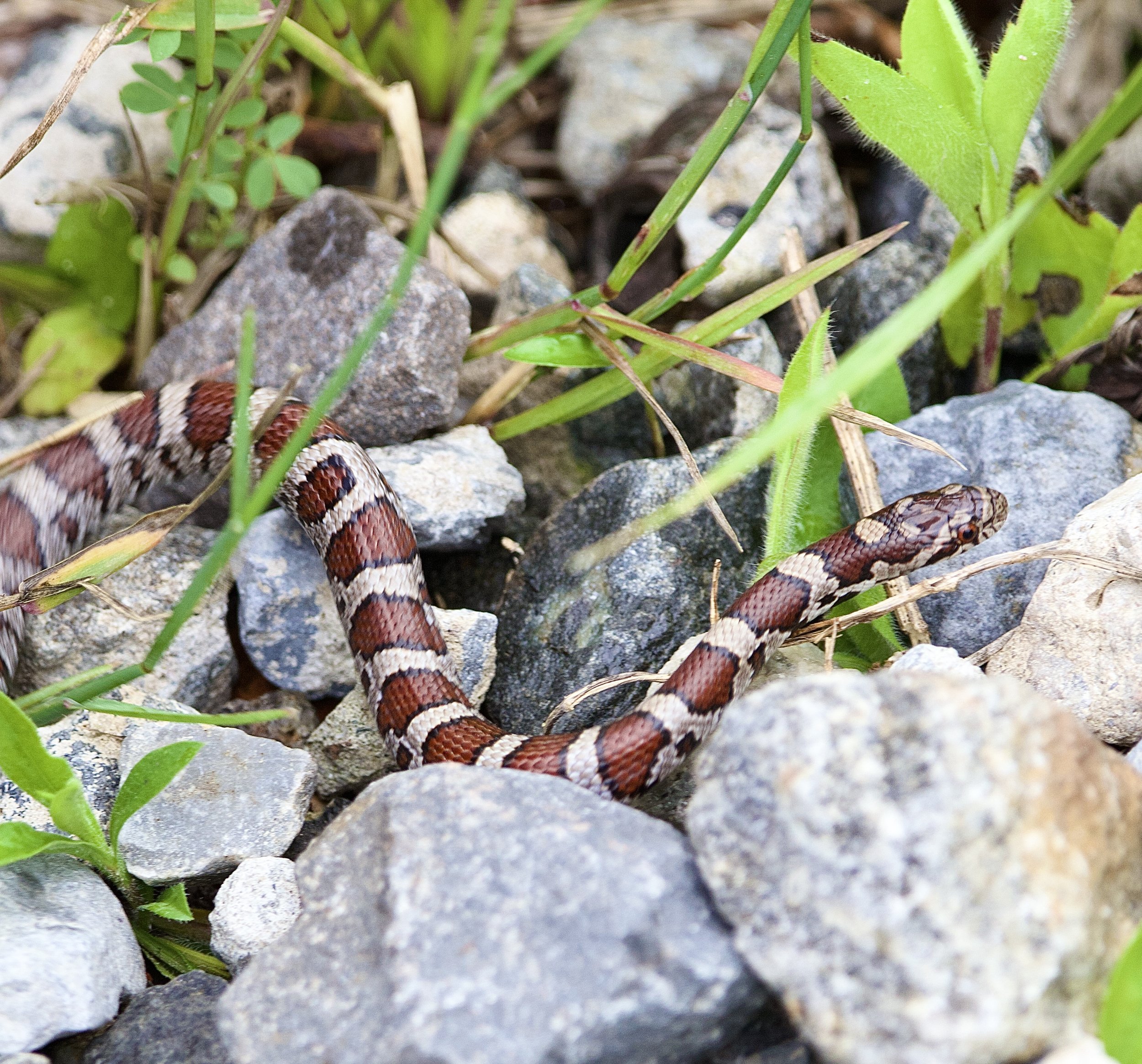 Eastern Milk Snake, Pelham Bay Park