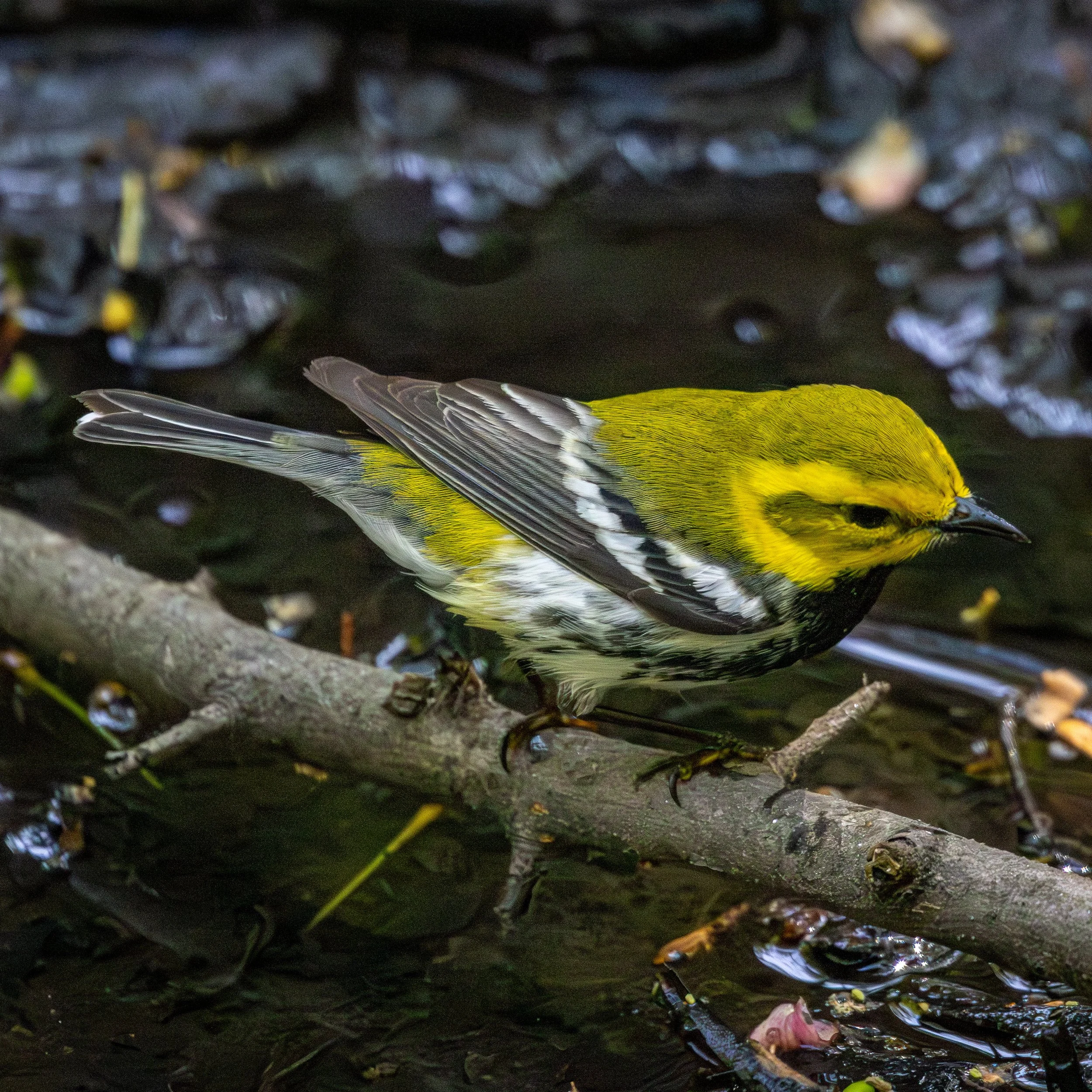 BTGW- Mostly black and white, but with a bright yellow mask