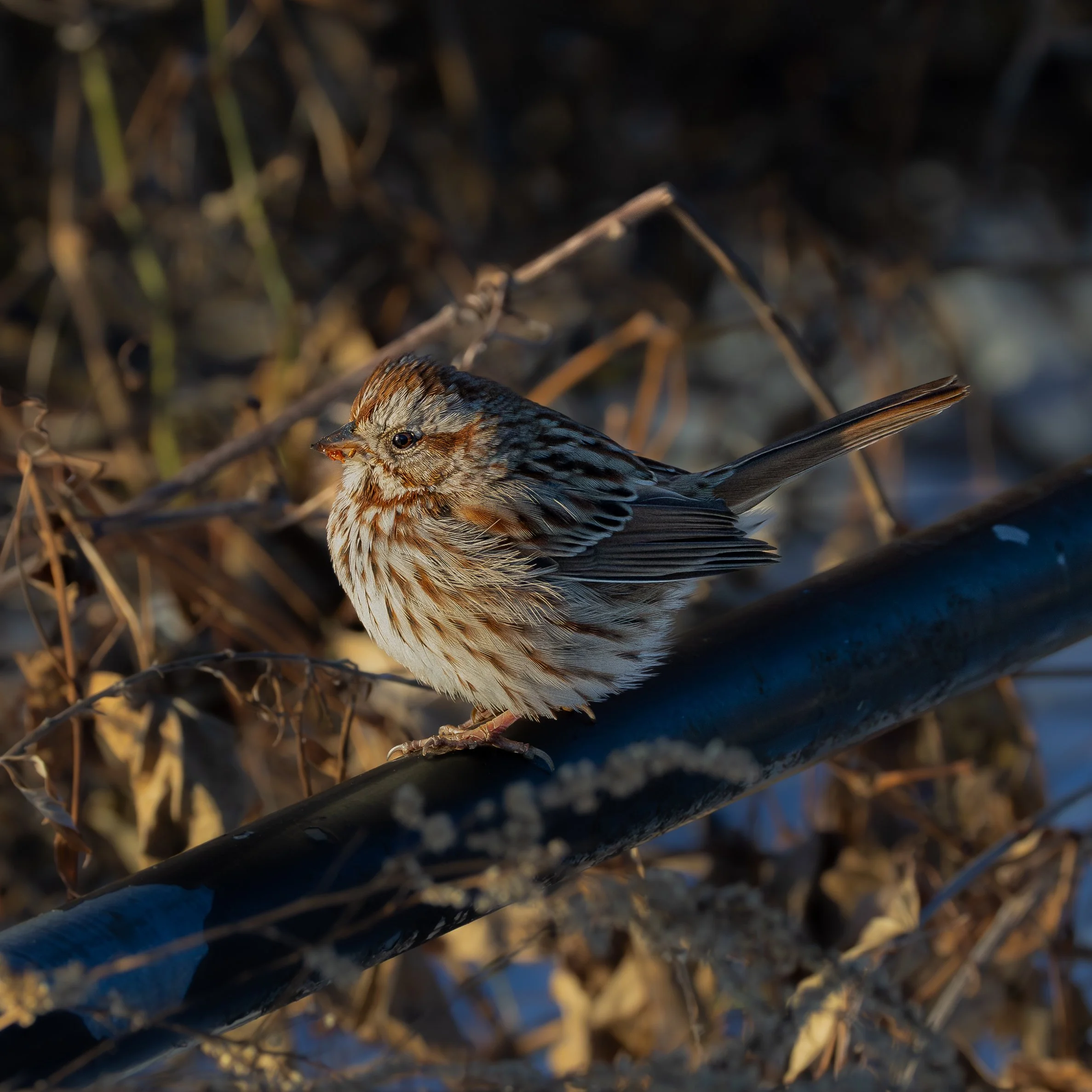 Song Sparrow