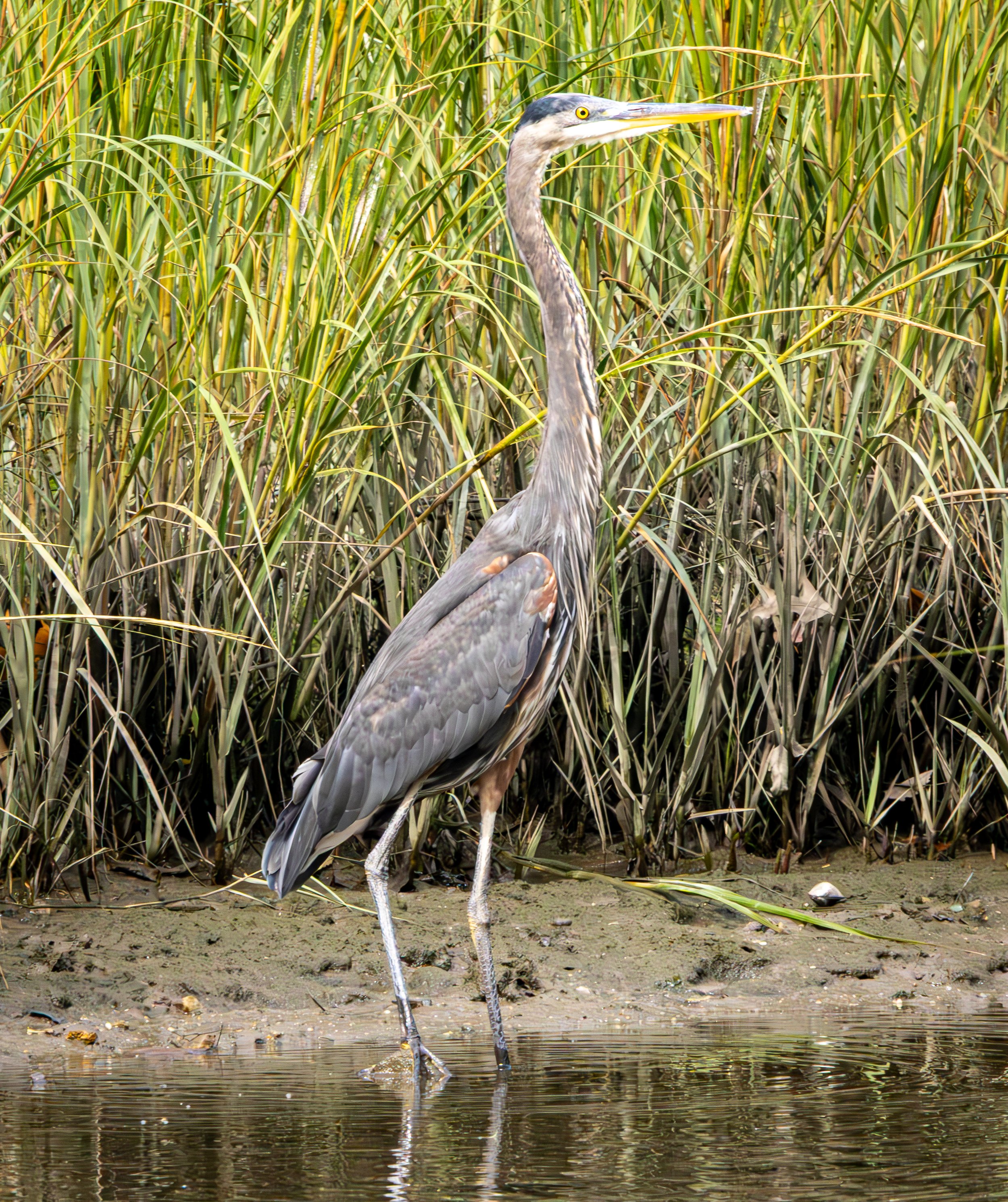 Great Blue Heron, Randall's Island