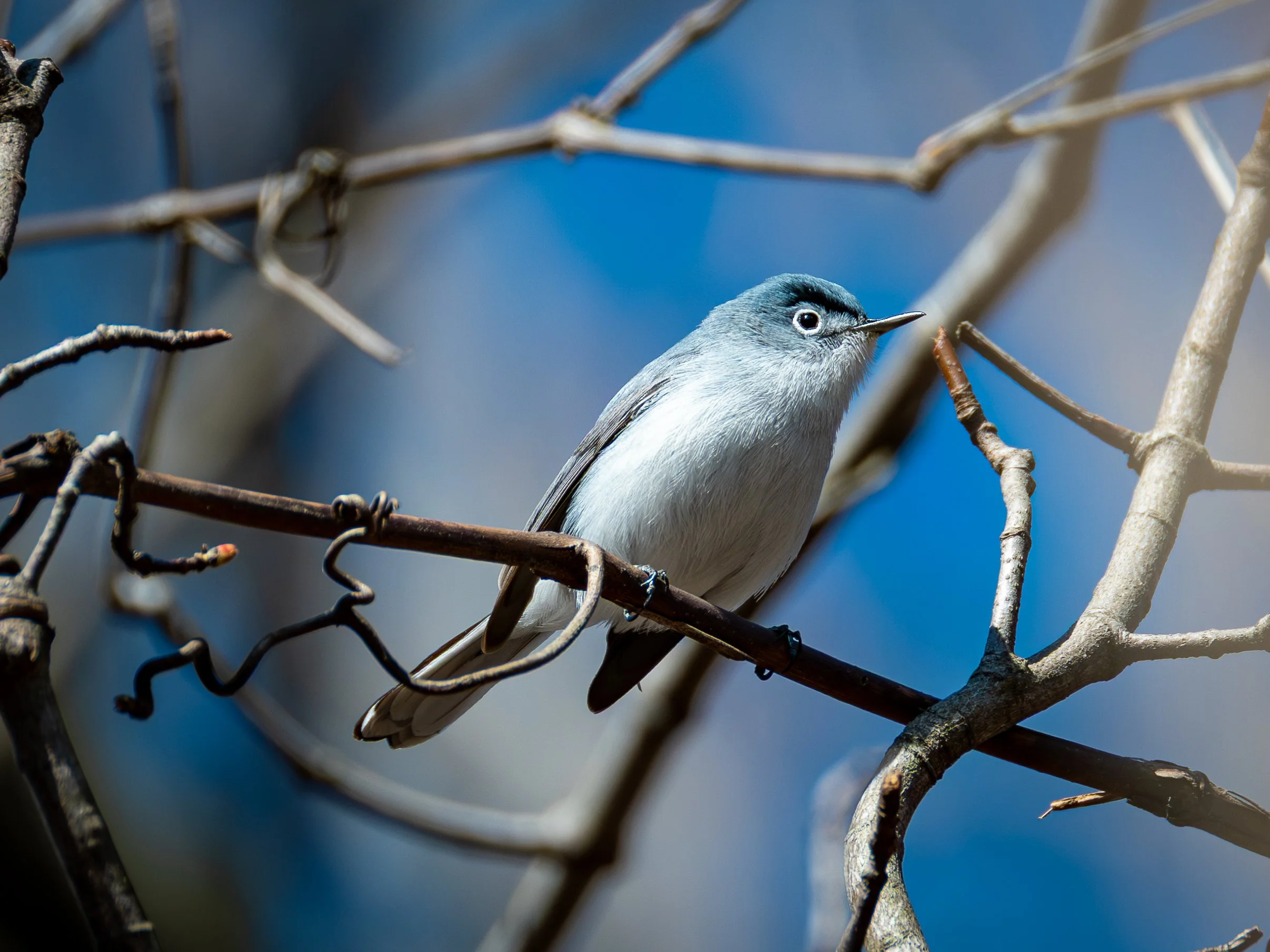 Blue-gray Gnatcatcher is as described, with a white eye ring