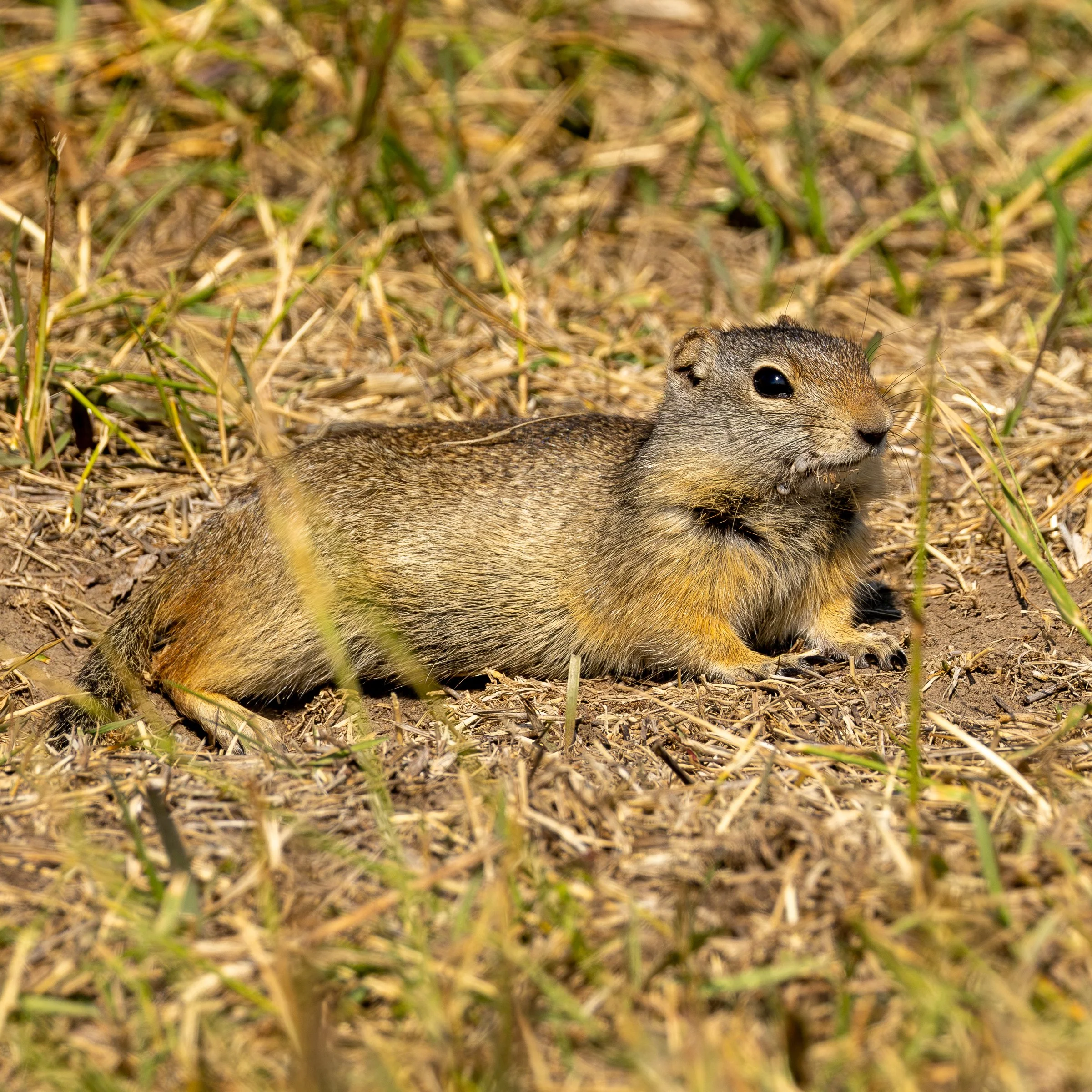 Unita Ground Squirrel