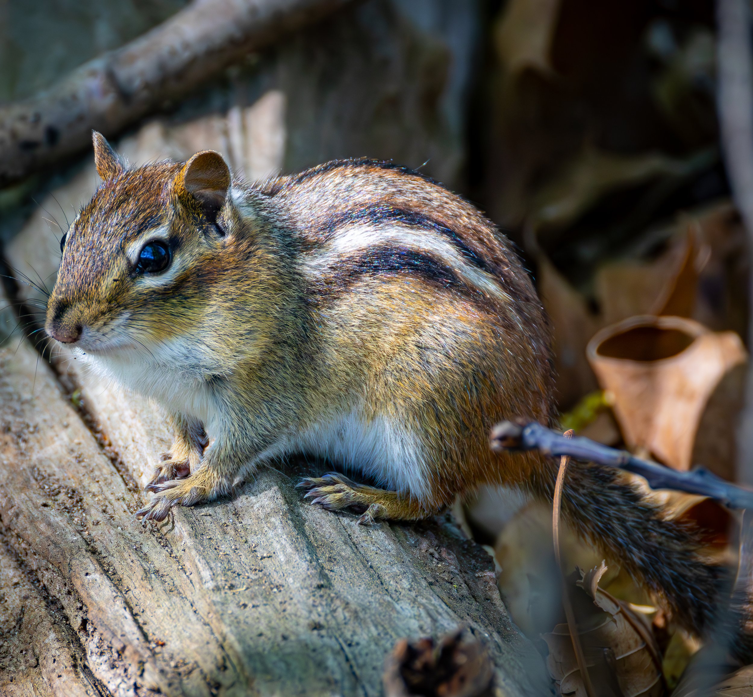 IMG_5944-Enhanced-NR.jpg