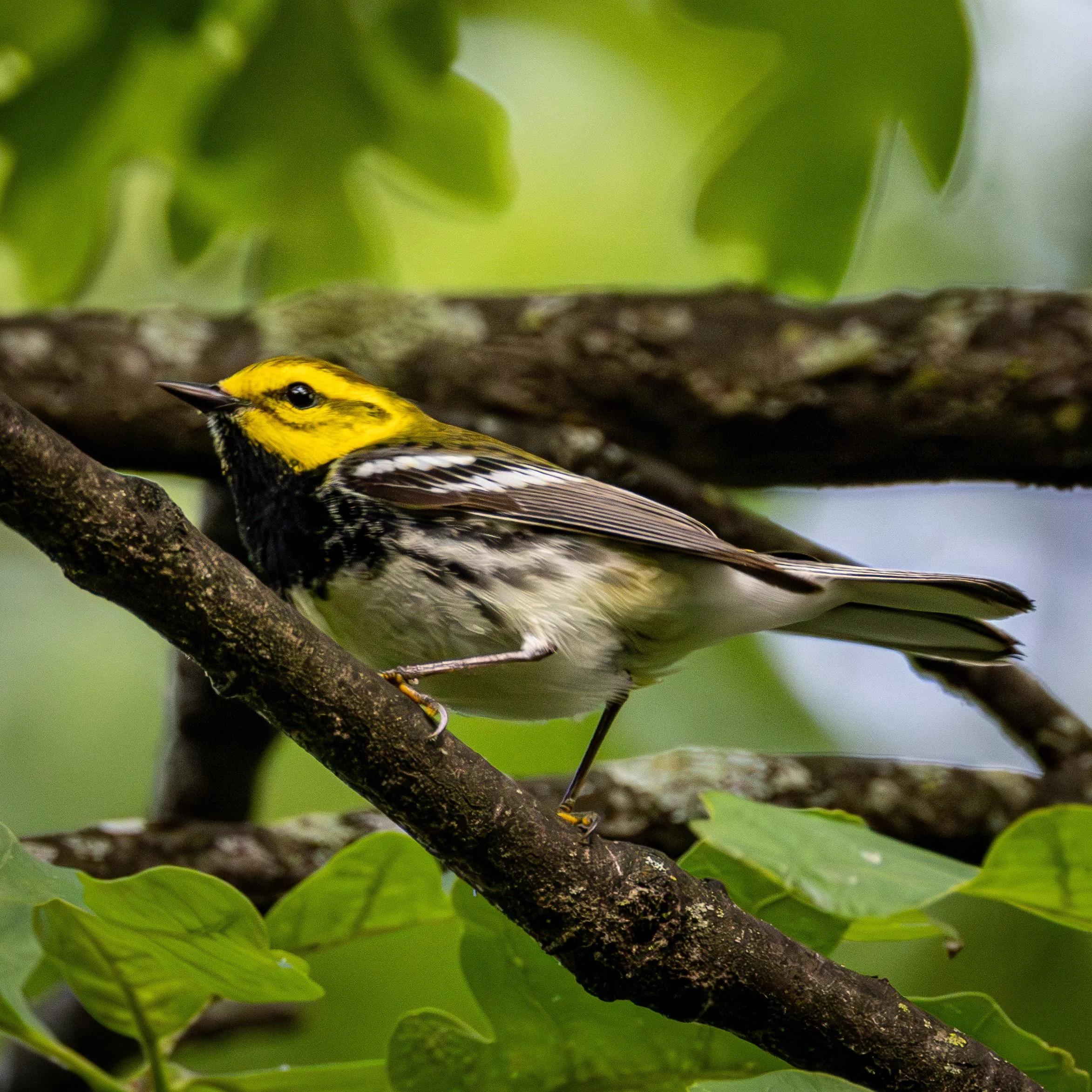 Black-throated Green Warbler has a yellow head with black markings and strong black & white striping across its wings and body. 