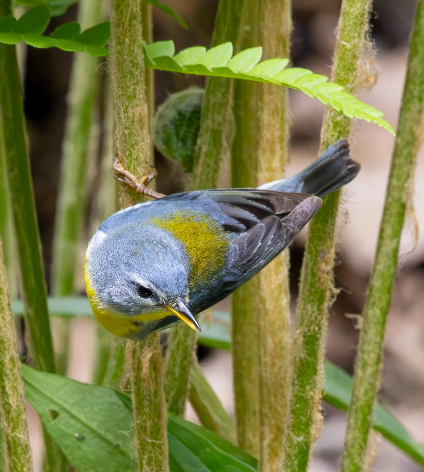 Northern Parula is mostly blue and while, but has a yellow chin and breast