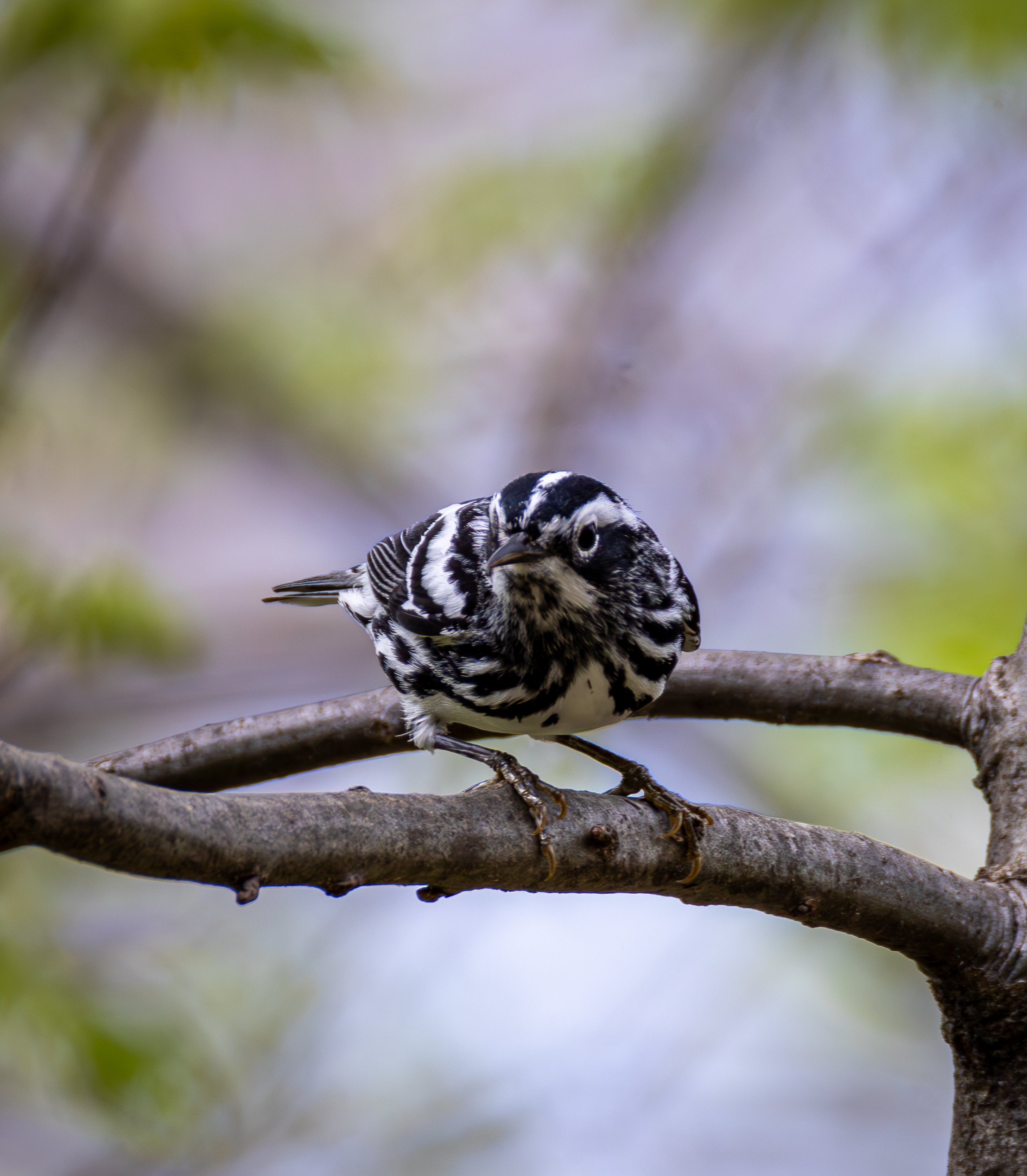 Black & White Warbler has alternating black and white stripes along its entire body 