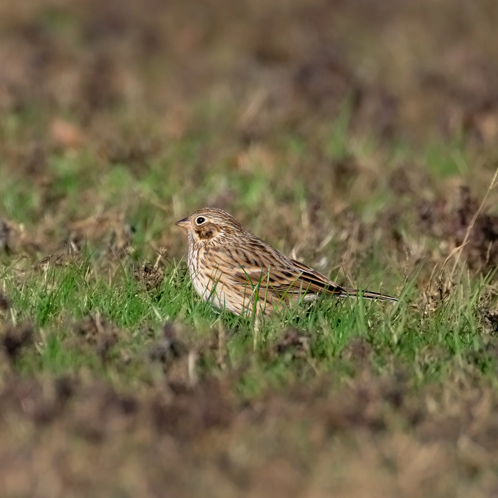 Vesper Sparrow