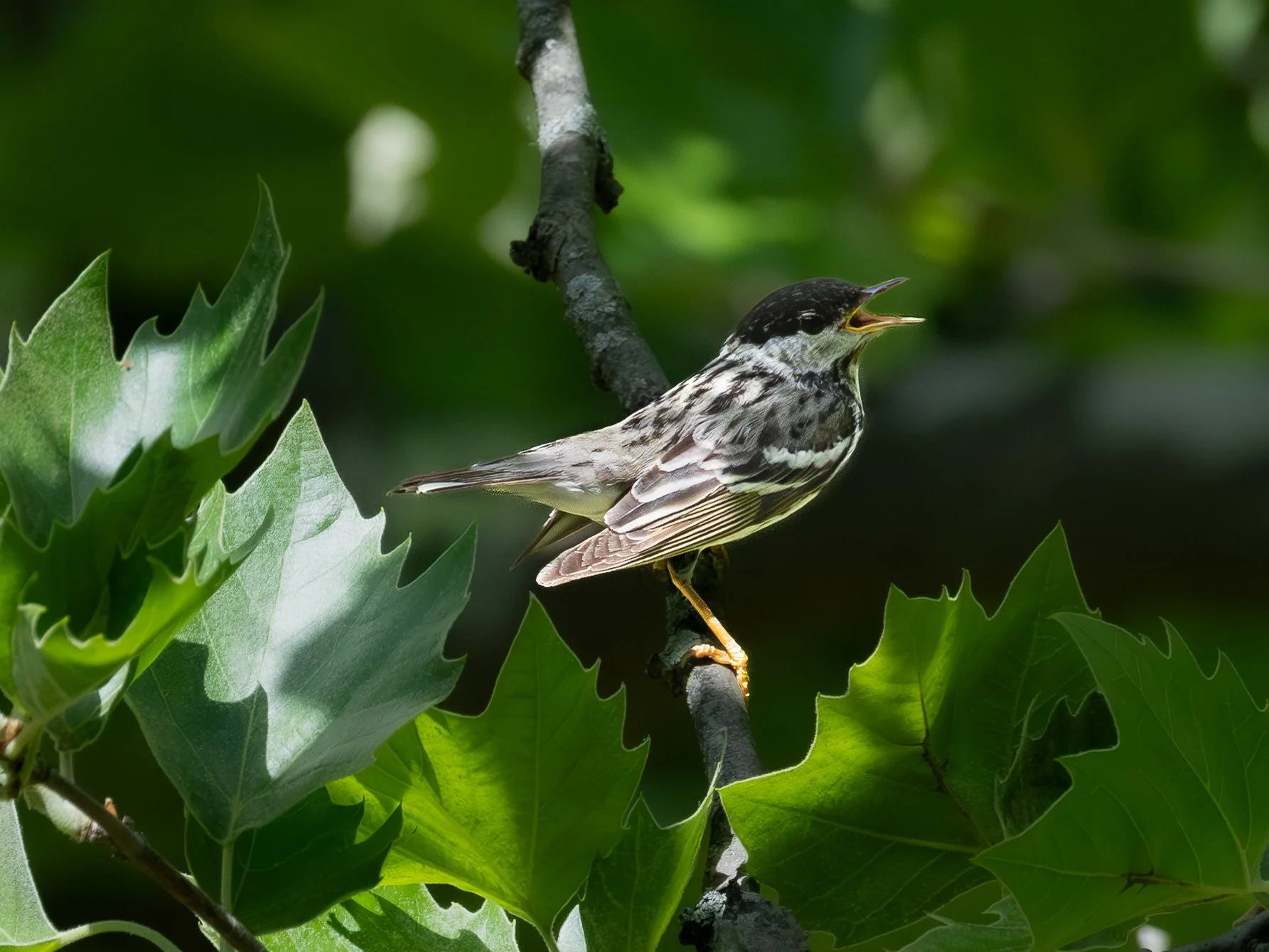 Blackpoll Warbler