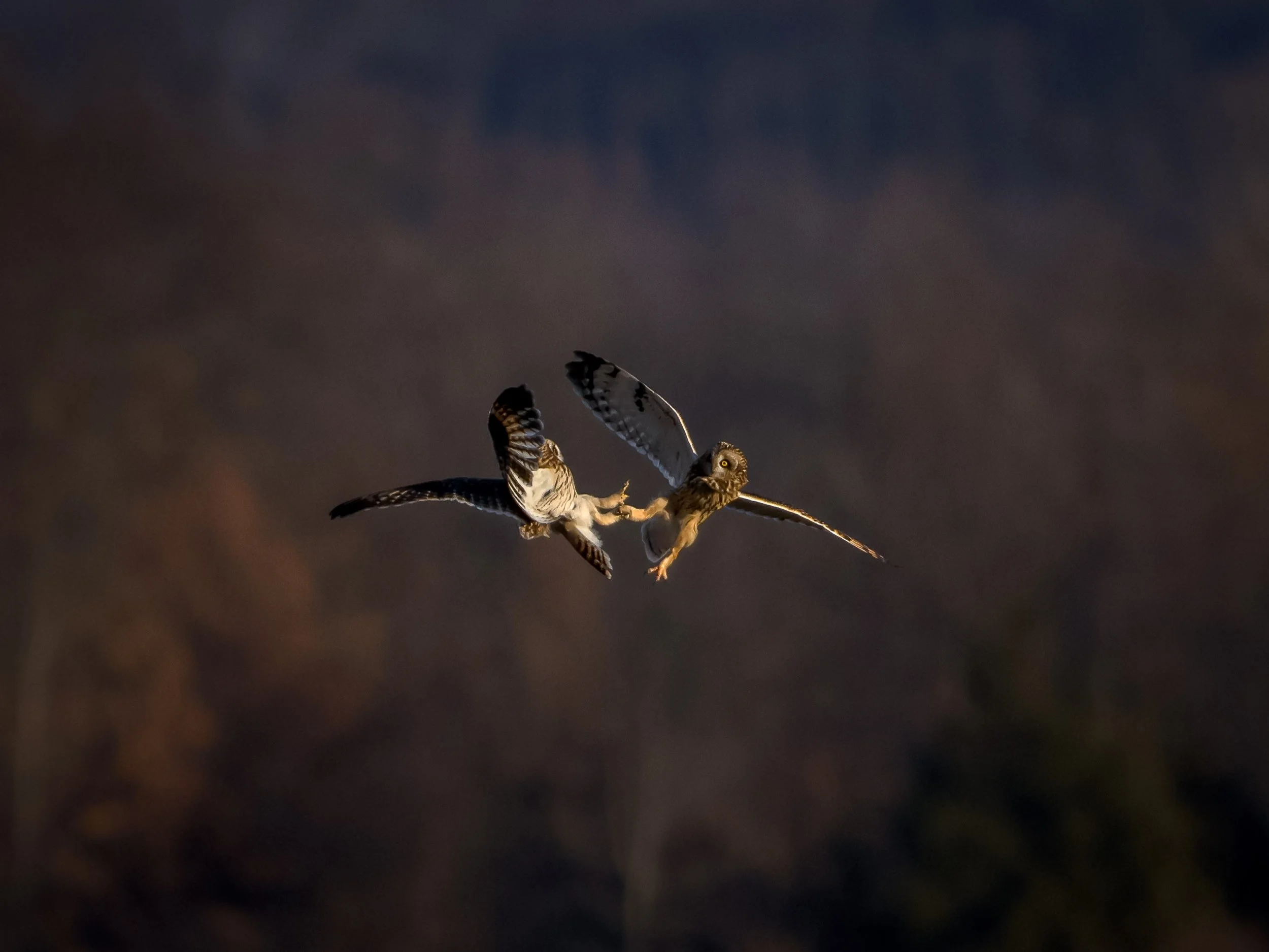 Short-eared Owls locked in combat.