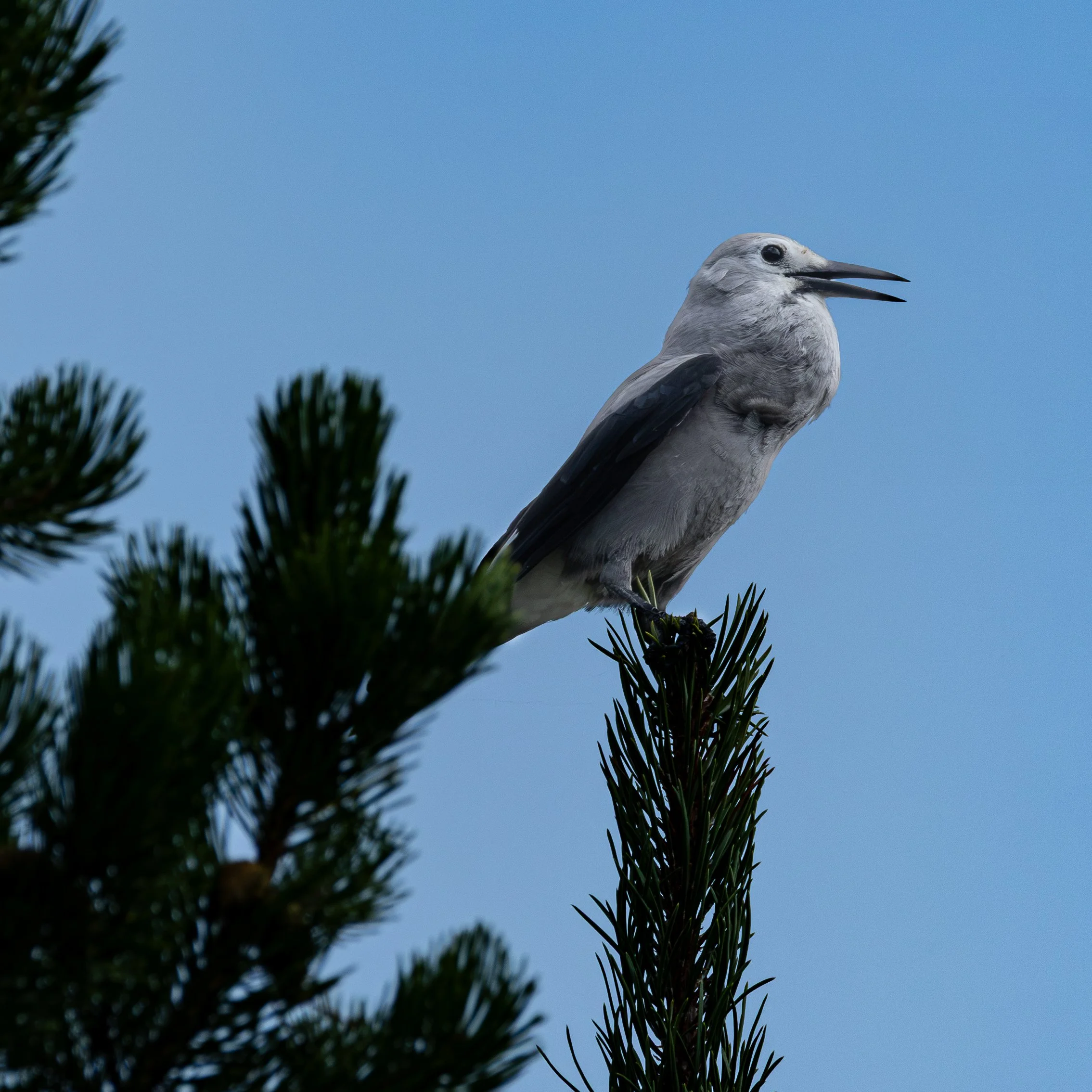 Clark's Nutcracker 