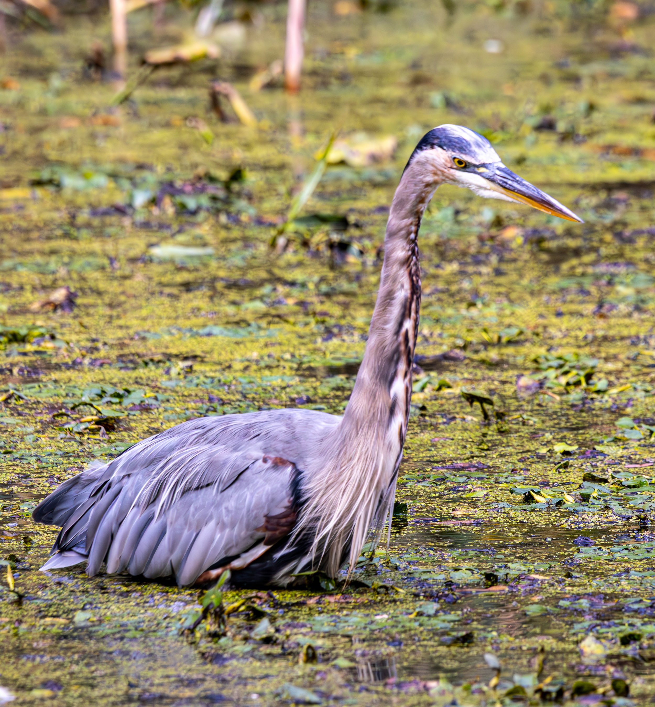 Great Blue Heron, Van Cortlandt