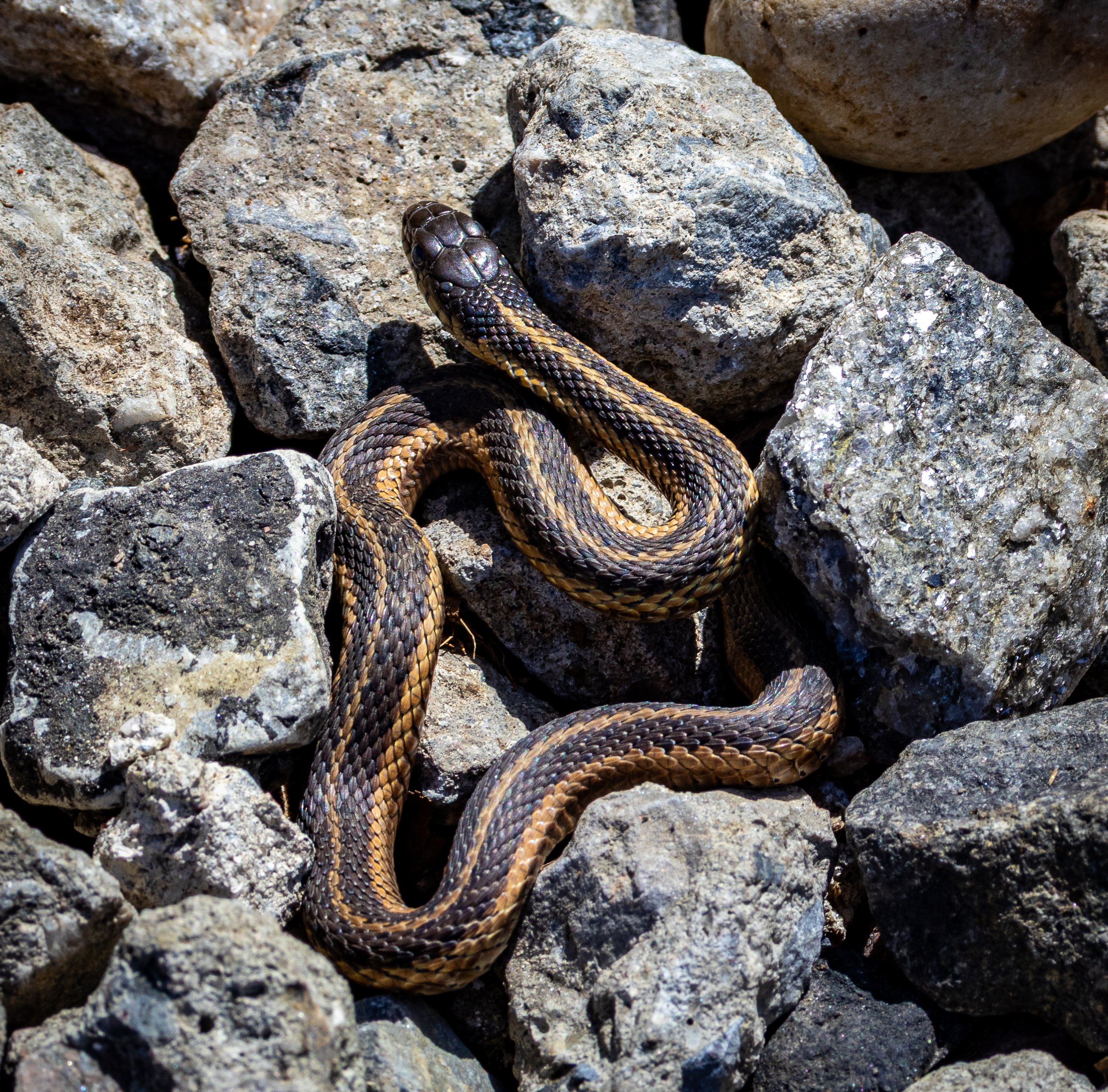 Garter Snake - Pelham Bay Park