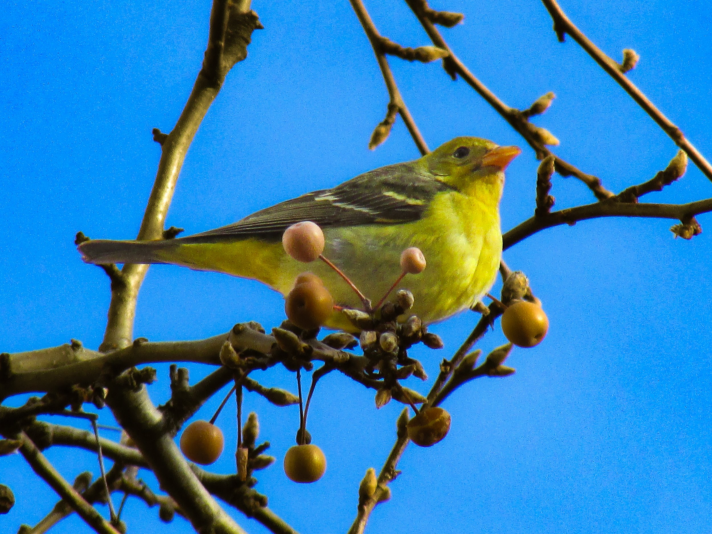 Western Tanager (Vagrant)