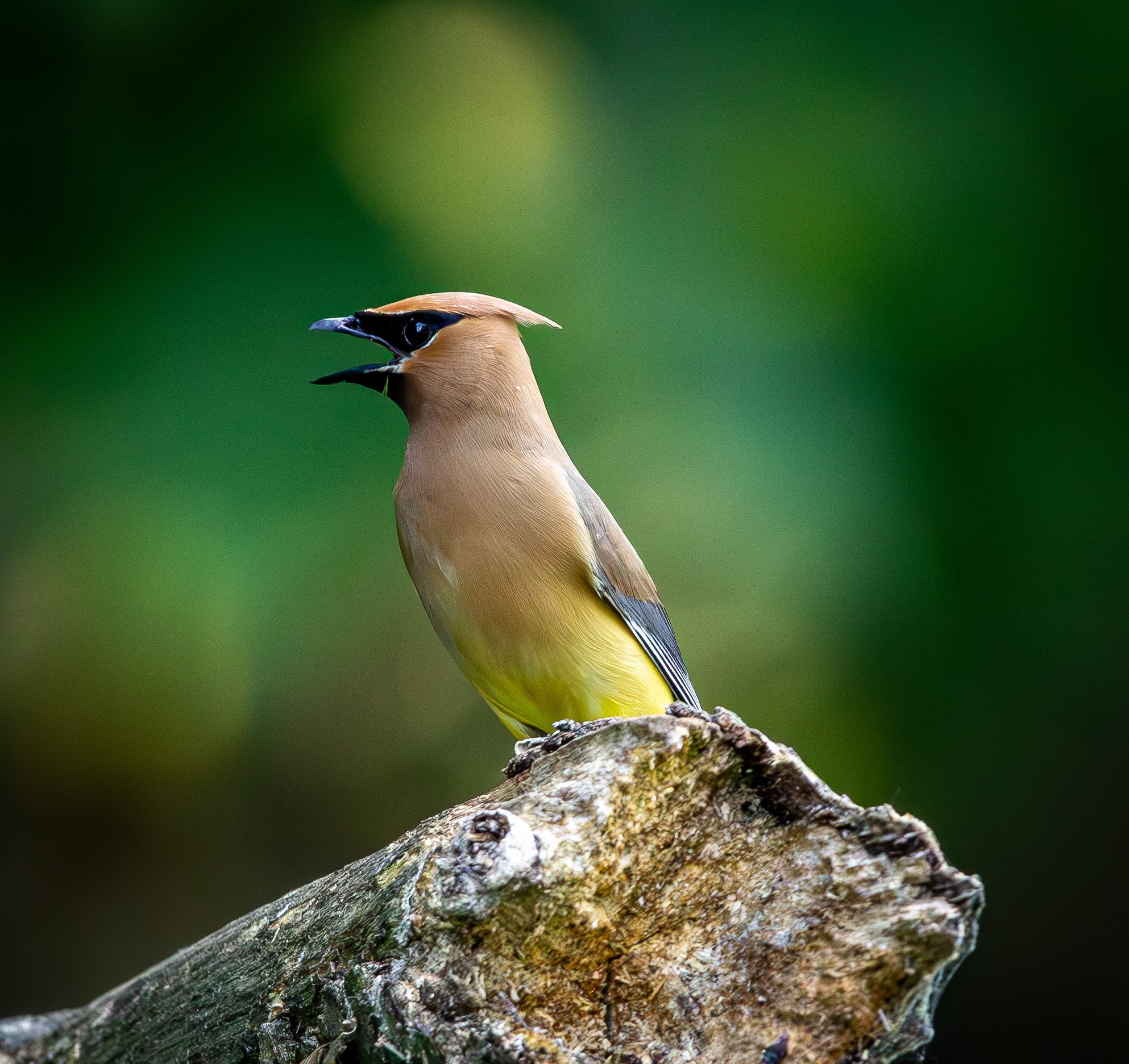 Cedar Waxwing- Mostly Tan with a yellow lower body