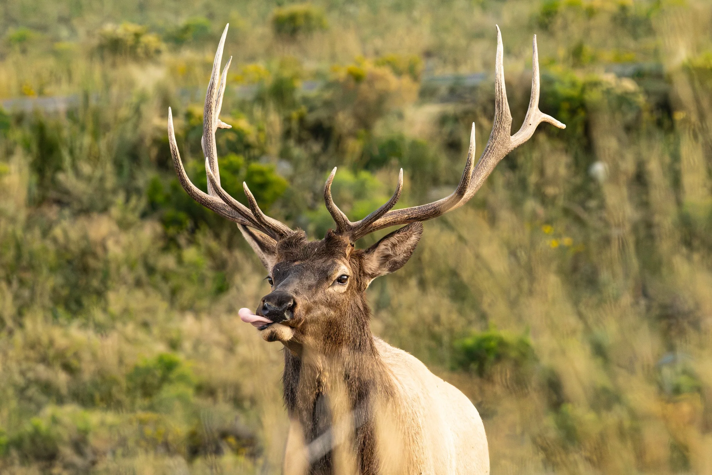 The Majestic Wapiti