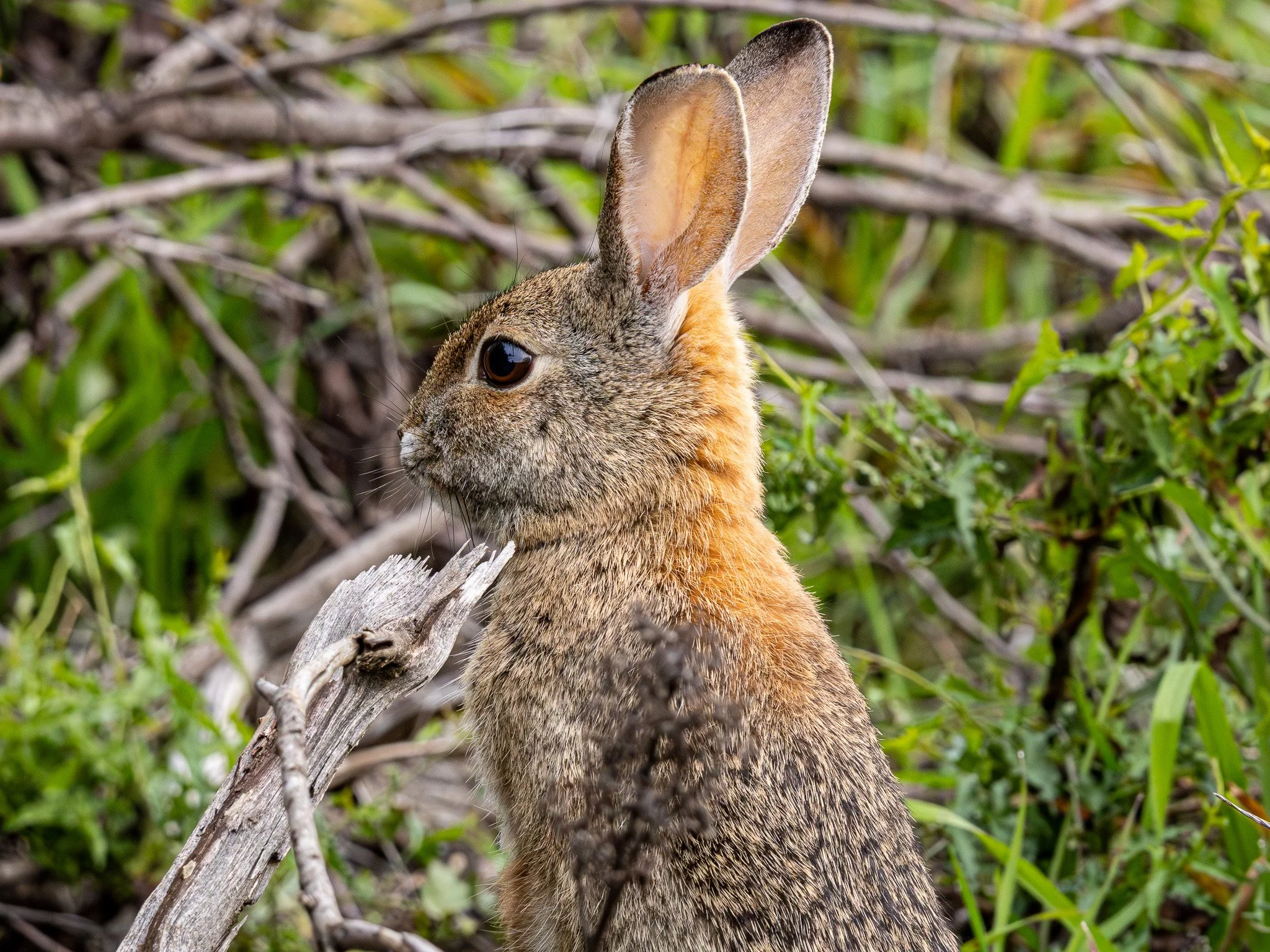 Desert Cottontail